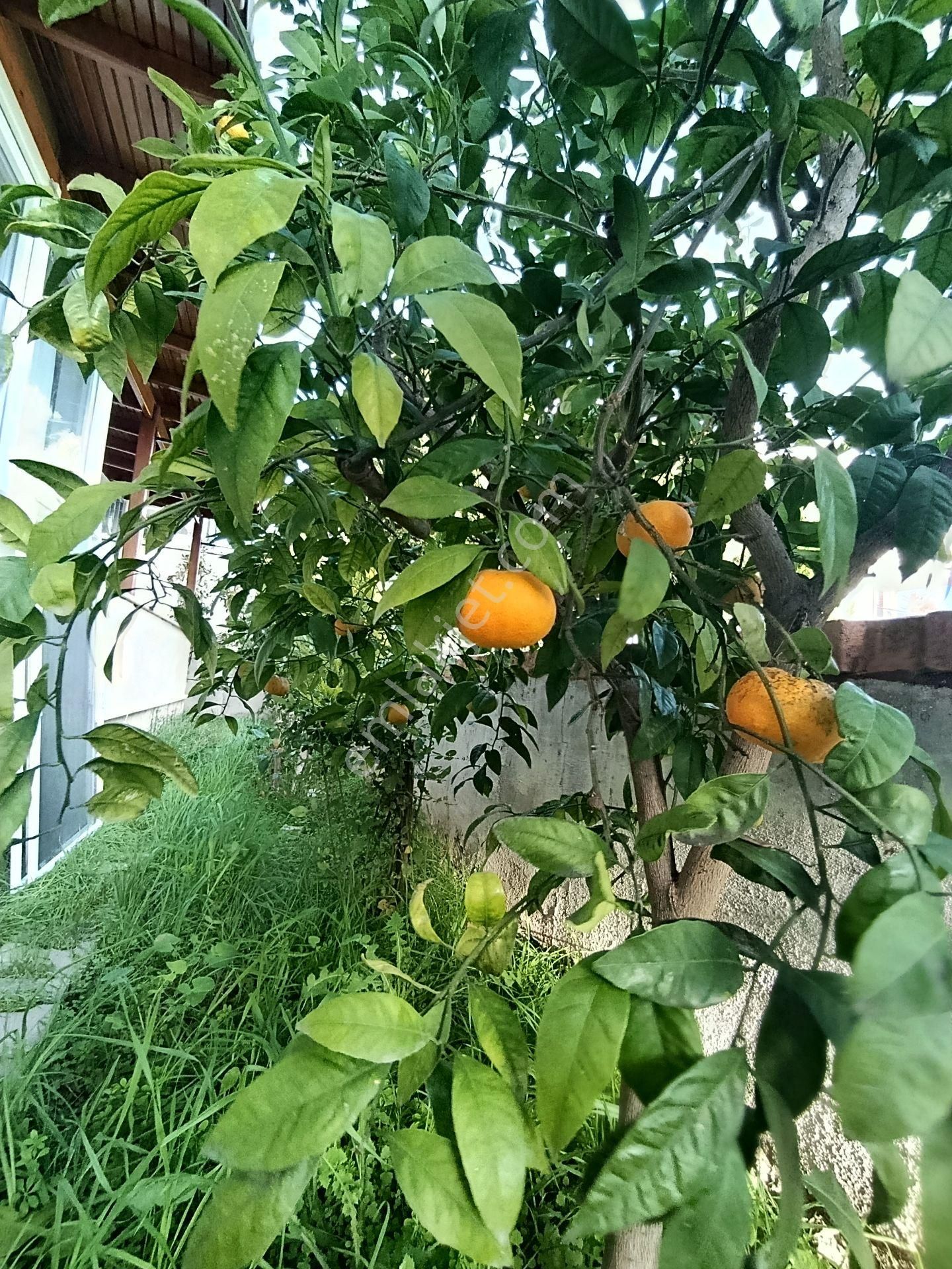 Yeni Hastane Yakınında Full Eşyalı Masrafsız 2+1 Bahçe Katı - Görsel 29