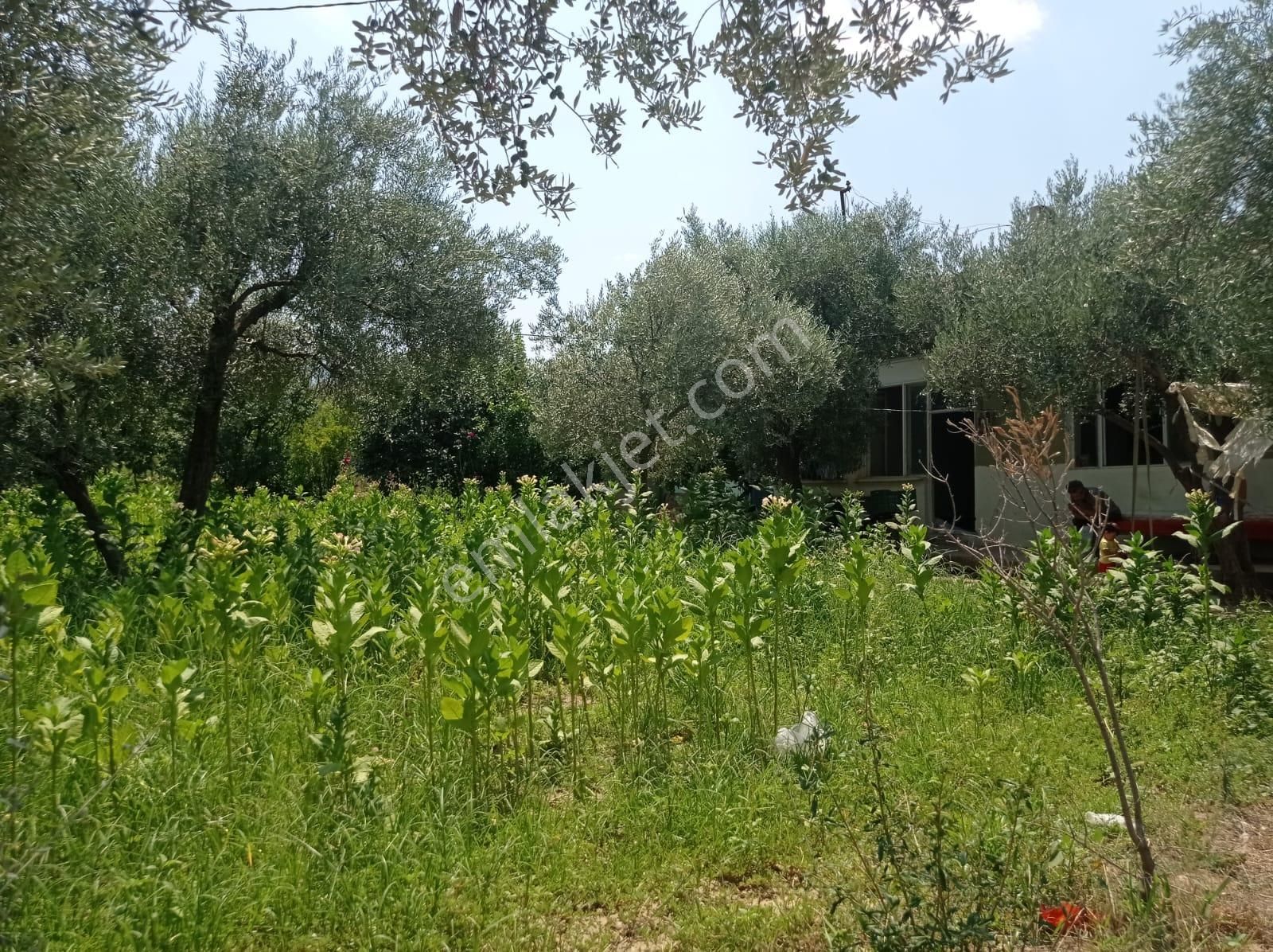 Aydın Karacasu Yenice Mah Satılık - Görsel 14