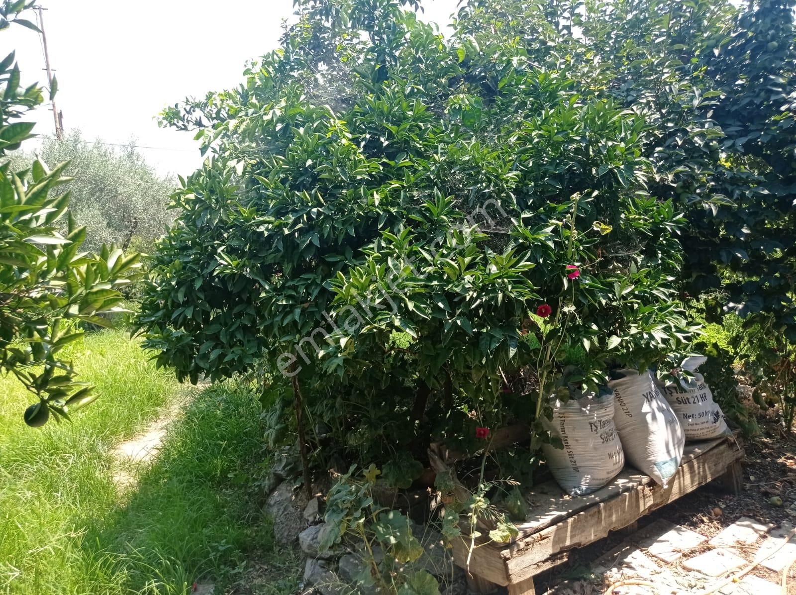 Aydın Karacasu Yenice Mah Satılık - Görsel 7