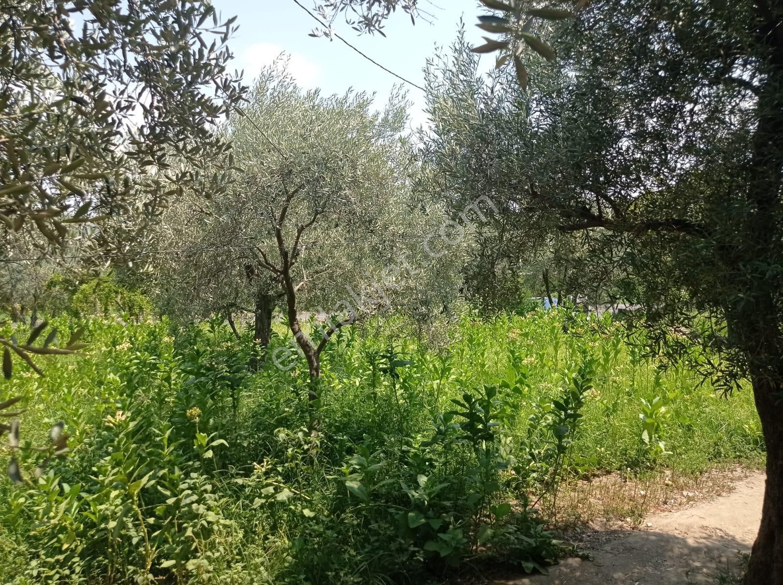 Aydın Karacasu Yenice Mah Satılık - Görsel 9