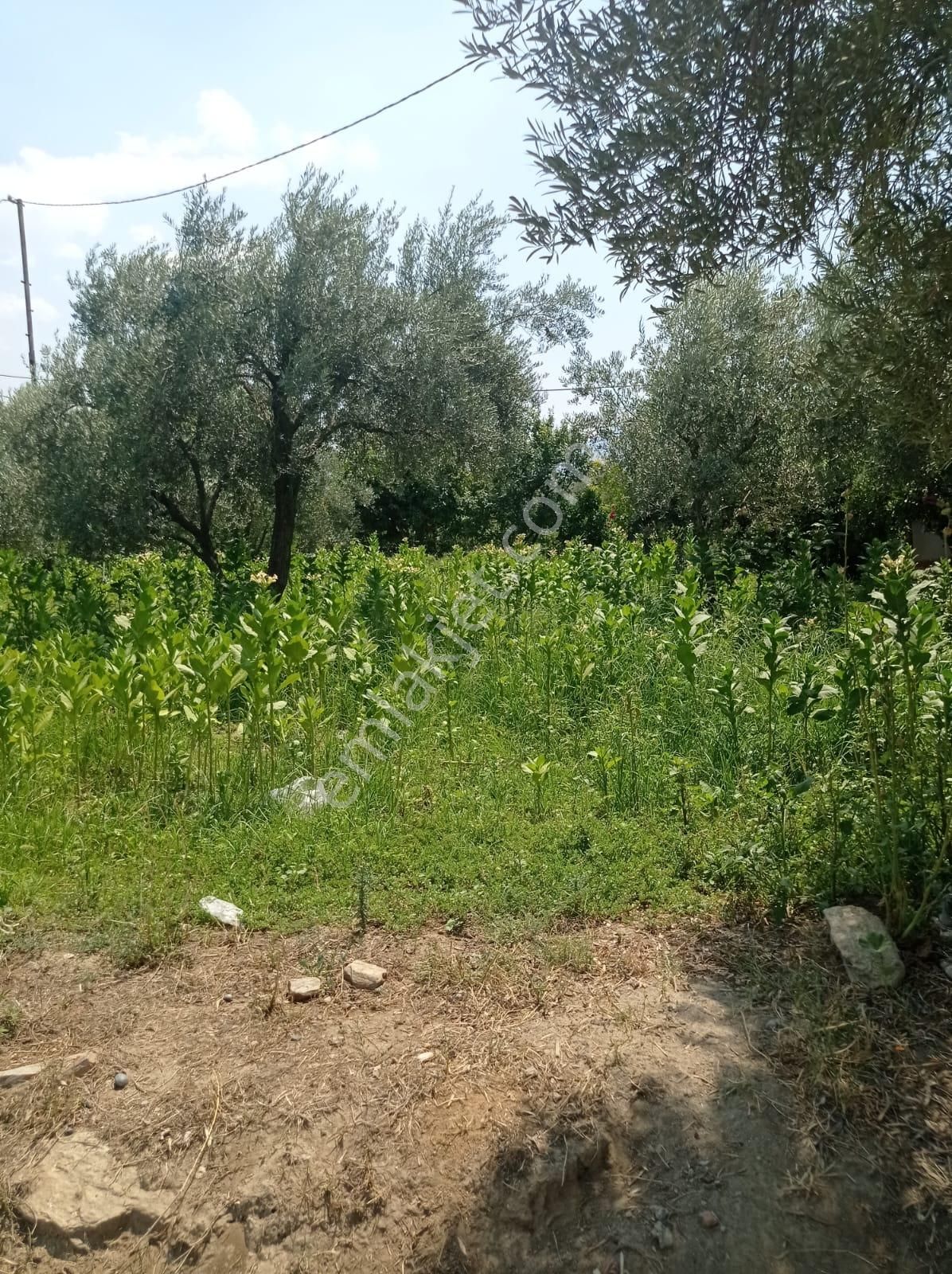 Aydın Karacasu Yenice Mah Satılık - Görsel 17