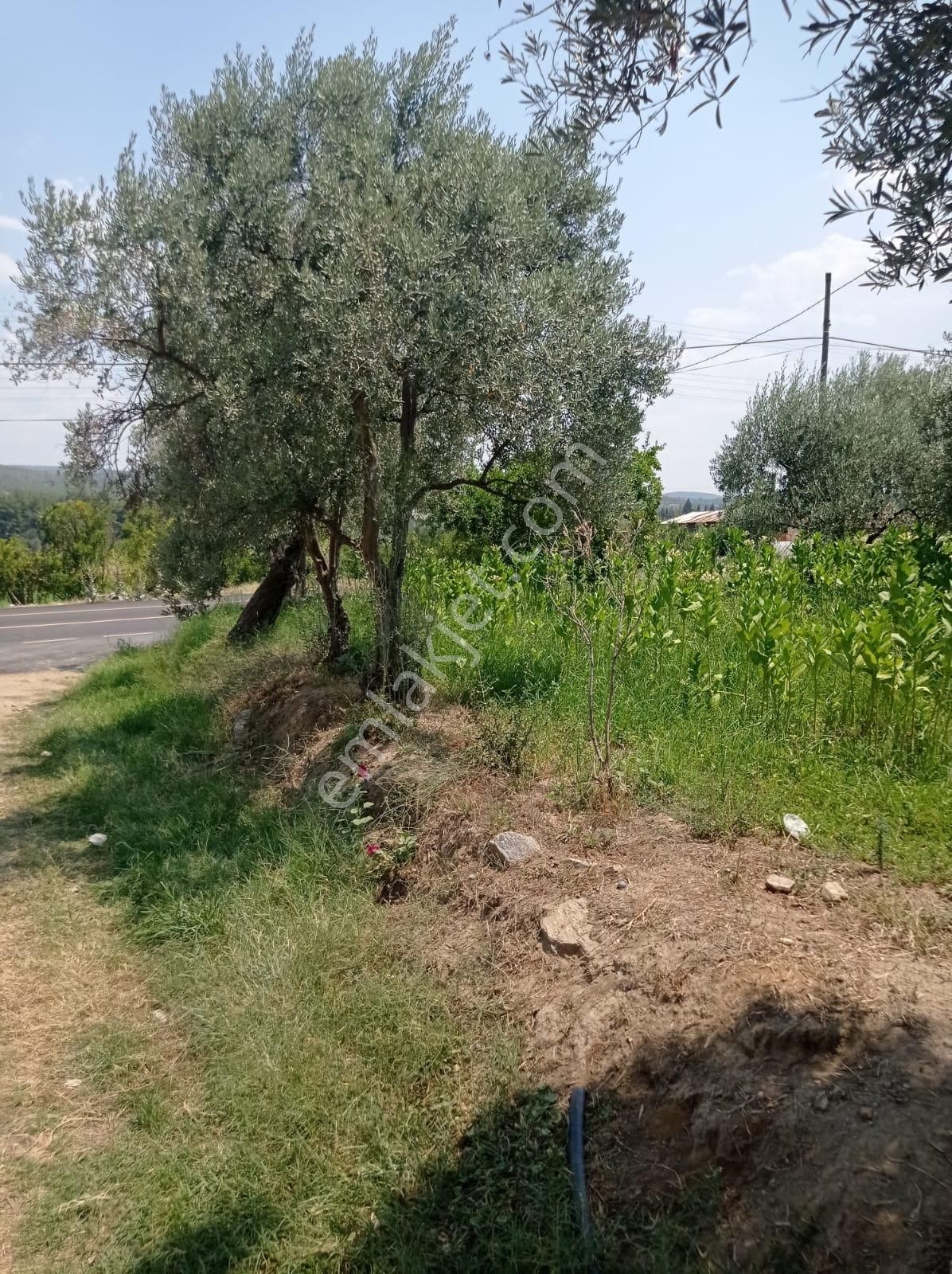 Aydın Karacasu Yenice Mah Satılık - Görsel 15