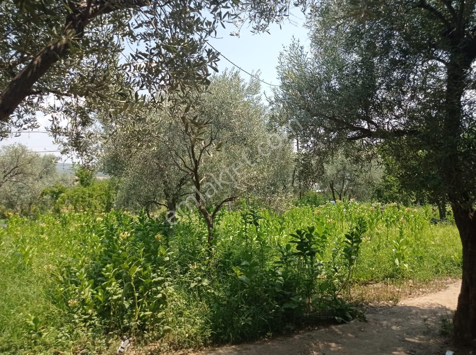 Aydın Karacasu Yenice Mah Satılık - Görsel 16