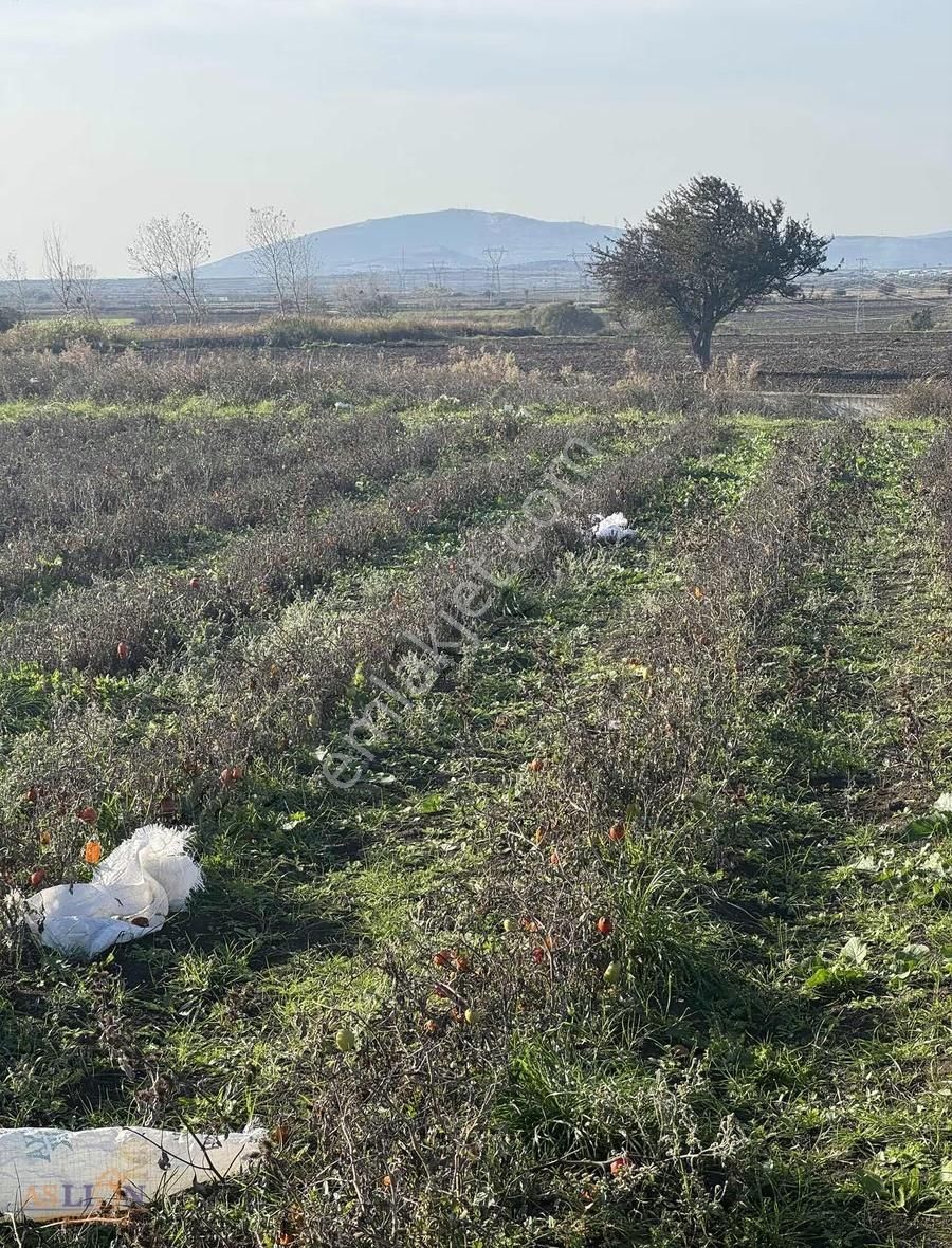 Karacabey Subaşı Harika Bir Konum - Görsel 13