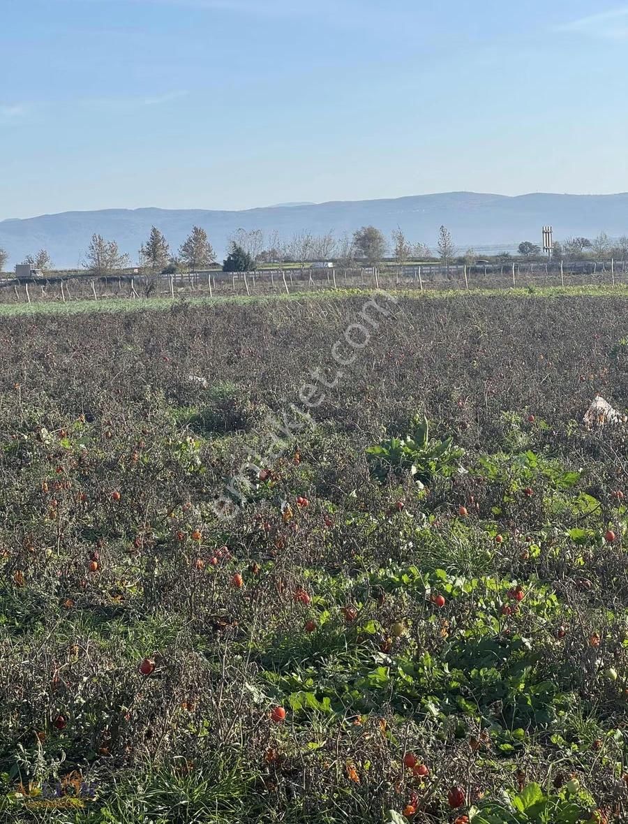 Karacabey Subaşı Harika Bir Konum - Görsel 17