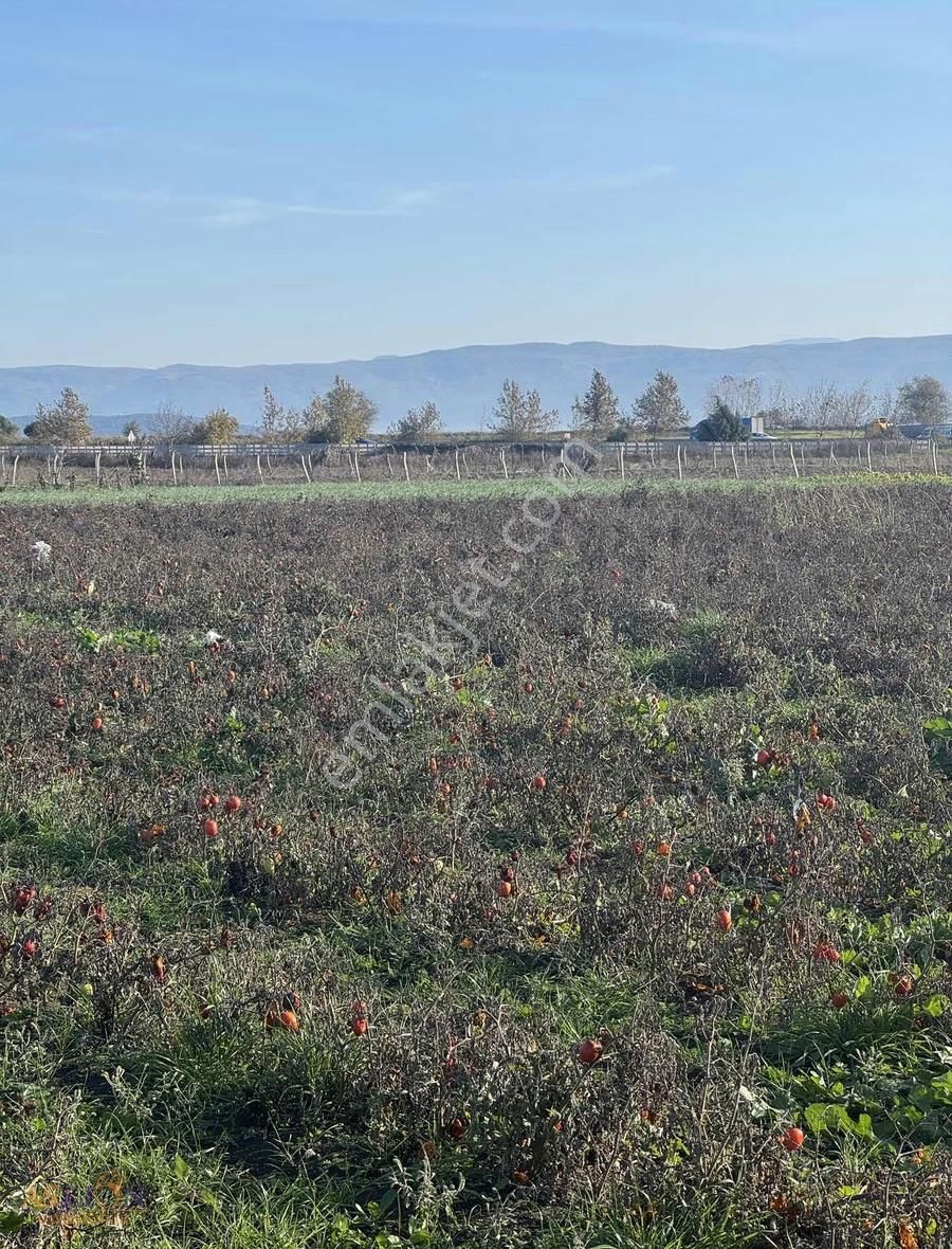 Karacabey Subaşı Harika Bir Konum - Görsel 22