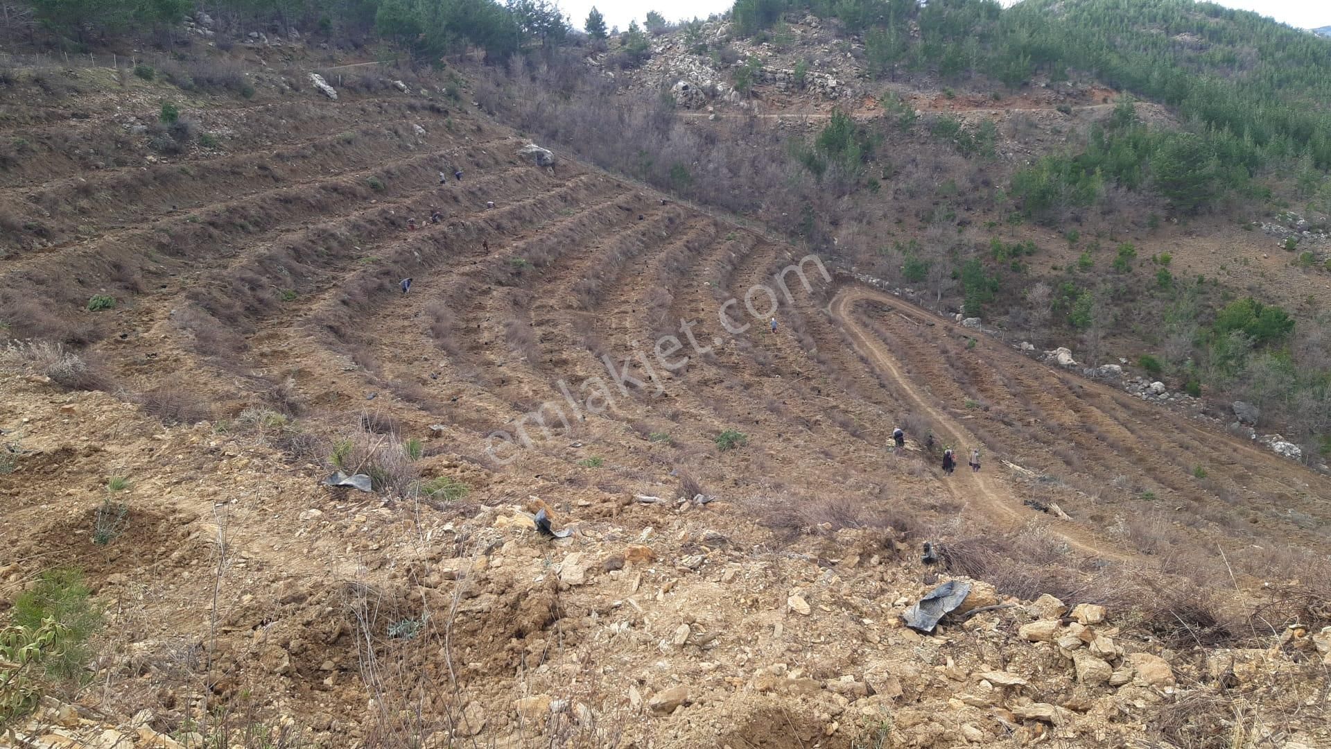 Alanya Beldibi Köyü'nde Satılık 20 Dönüm Zeytin Tarlası - Görsel 5