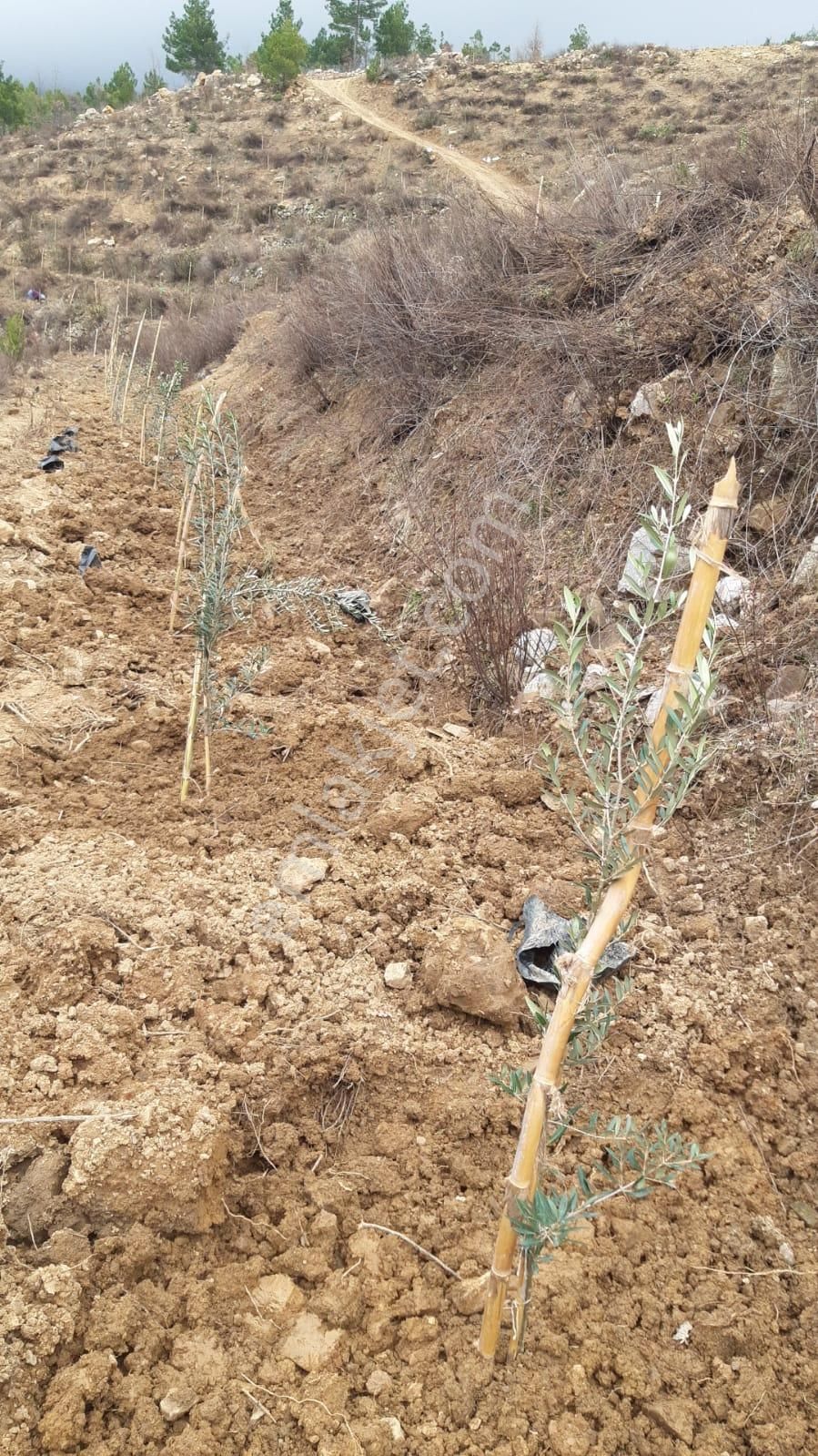 Alanya Beldibi Köyü'nde Satılık 20 Dönüm Zeytin Tarlası - Görsel 10
