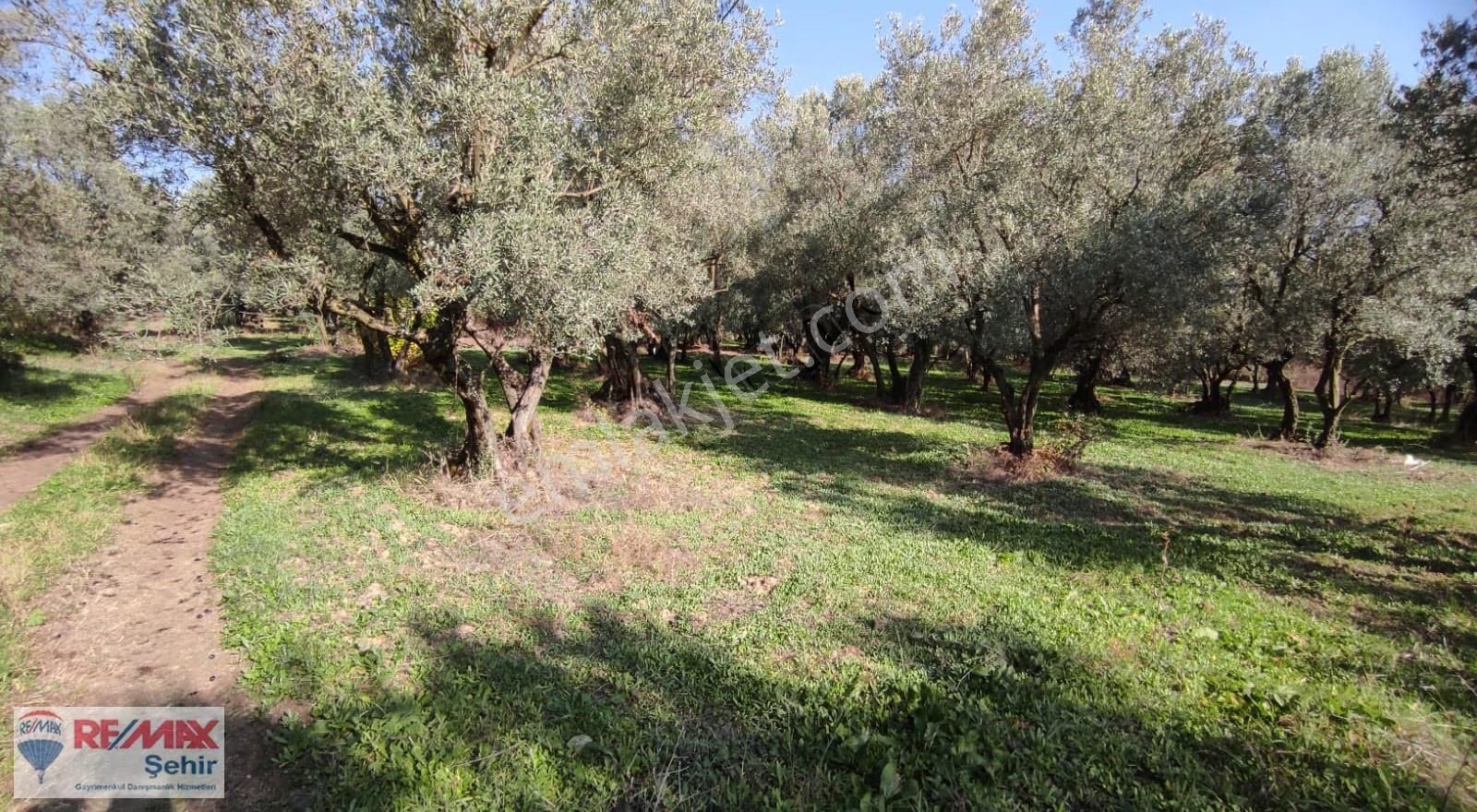 Remax Yalova'dan Orhangazi Yeniköy'de Uygun Zeytinlik - Görsel 14