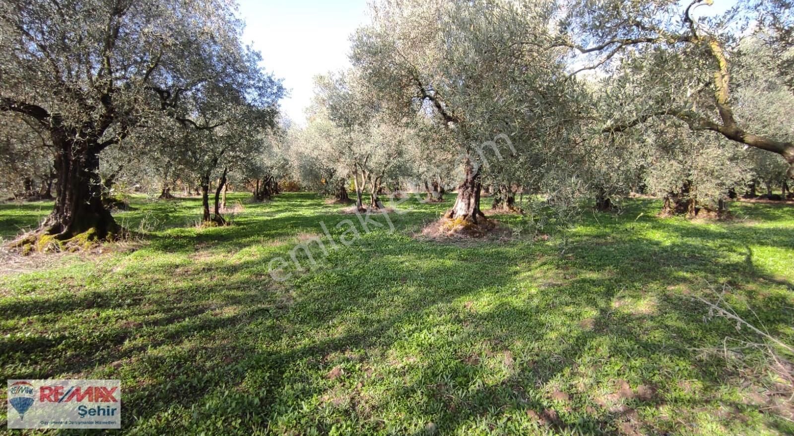 Remax Yalova'dan Orhangazi Yeniköy'de Uygun Zeytinlik
