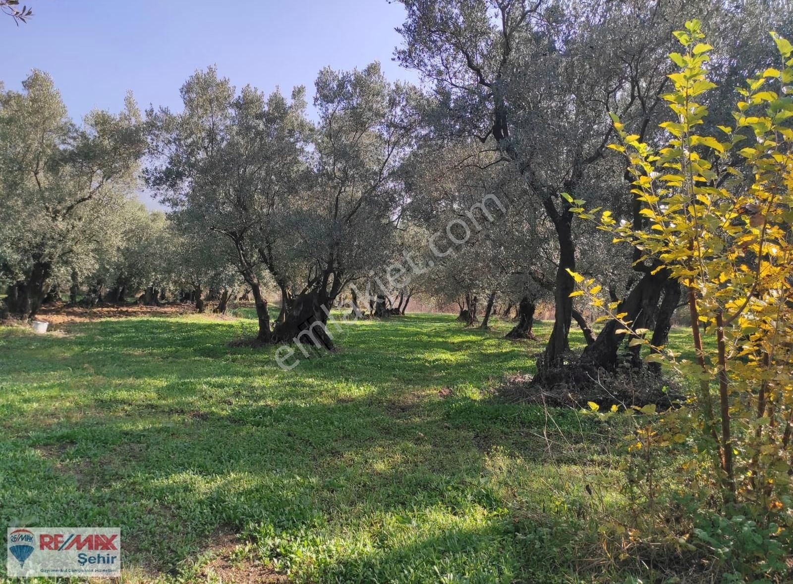 Remax Yalova'dan Orhangazi Yeniköy'de Uygun Zeytinlik - Görsel 9