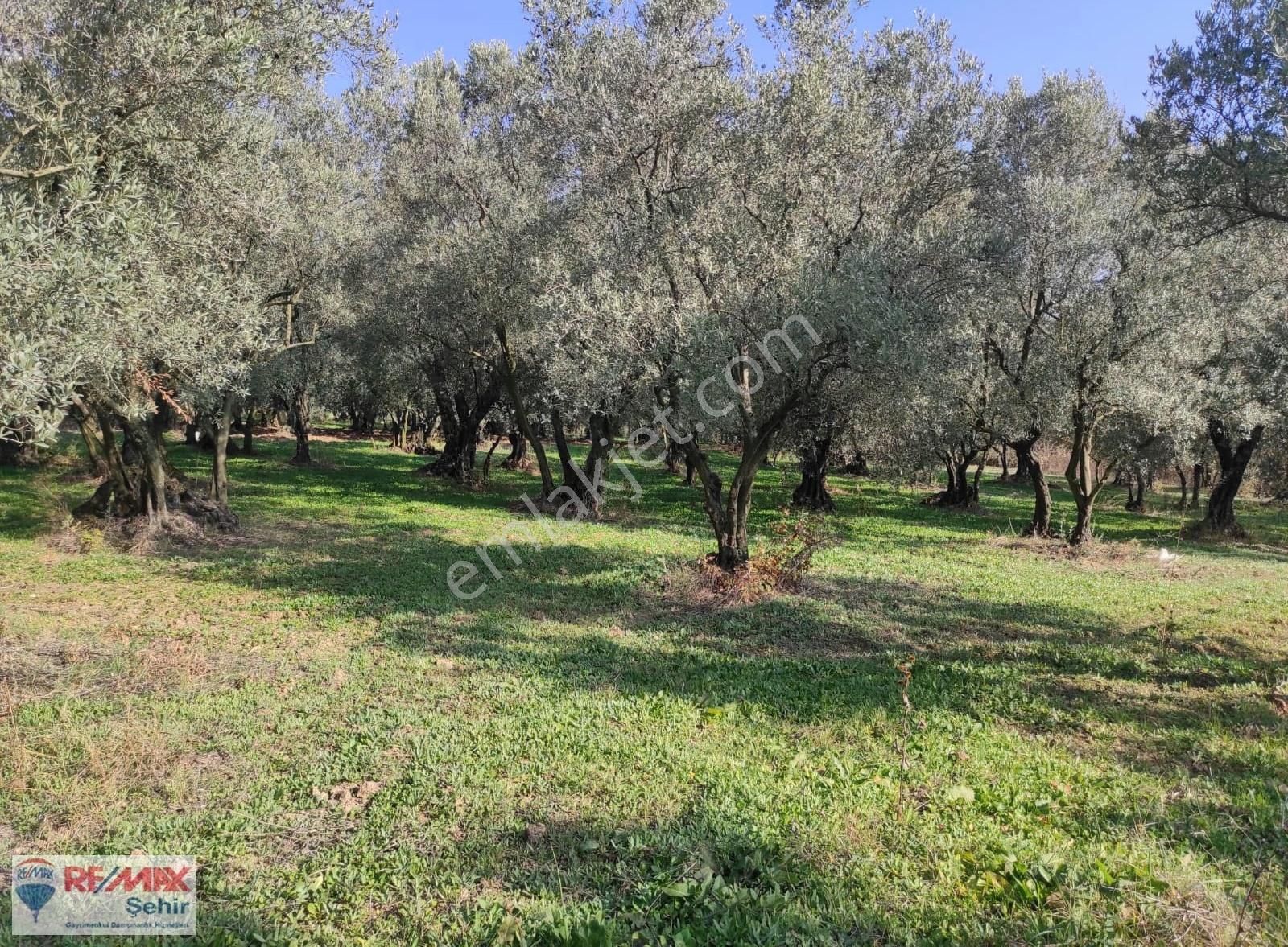 Remax Yalova'dan Orhangazi Yeniköy'de Uygun Zeytinlik - Görsel 4