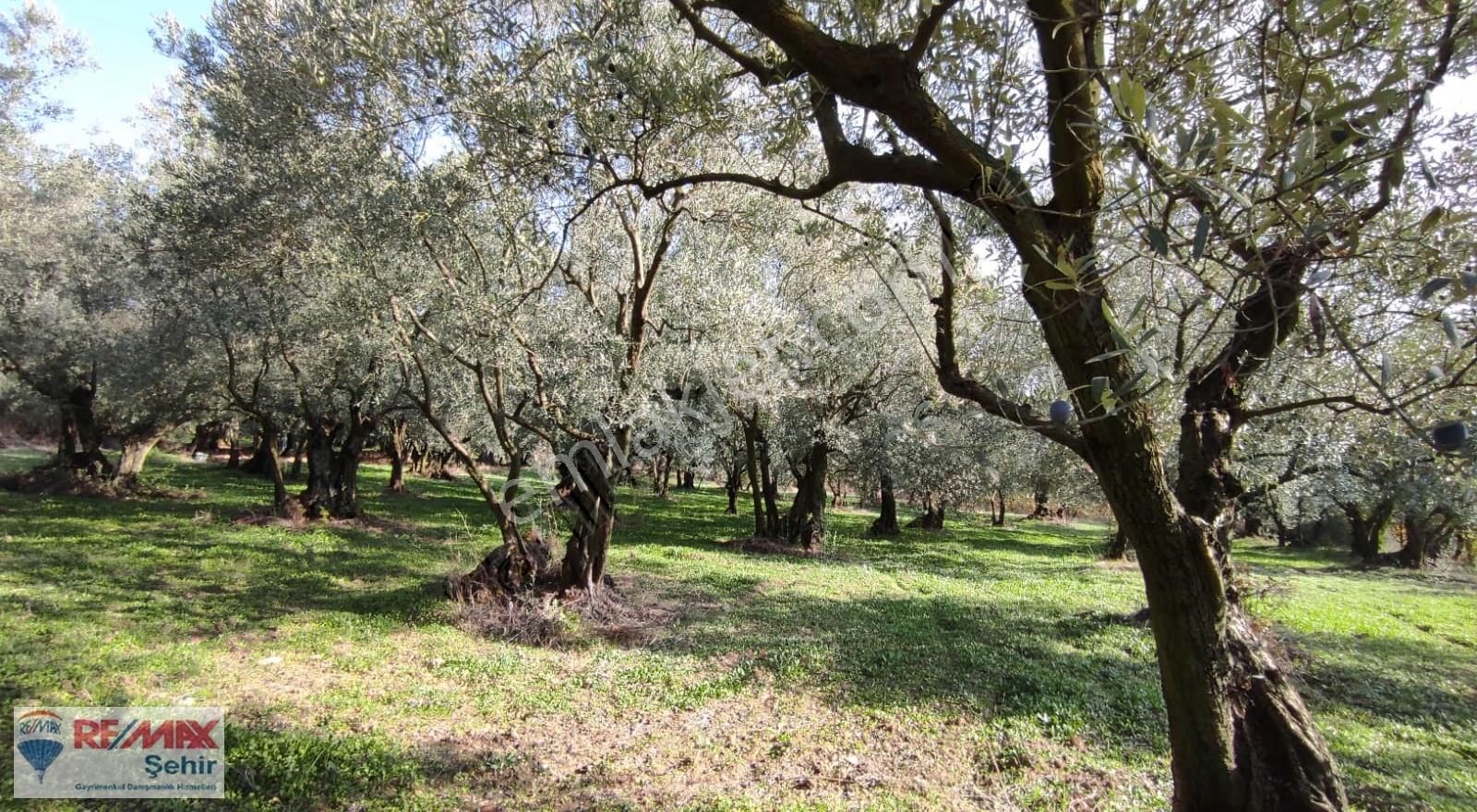 Remax Yalova'dan Orhangazi Yeniköy'de Uygun Zeytinlik - Görsel 13