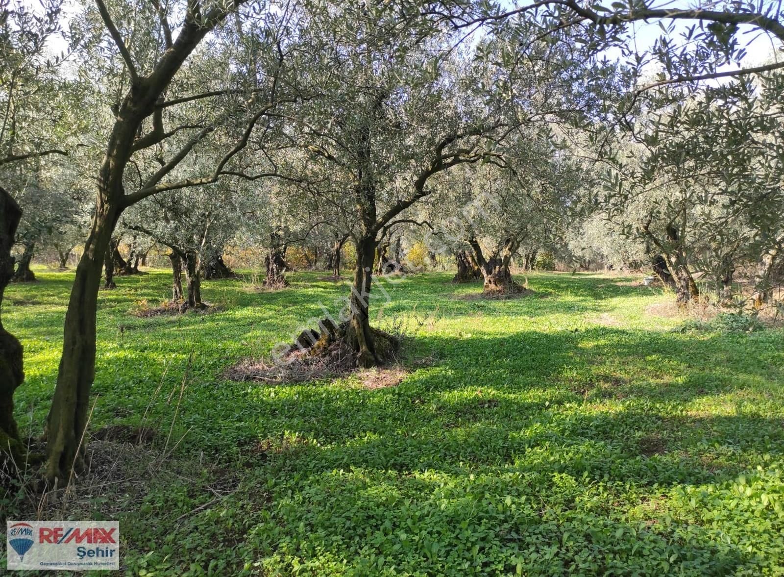 Remax Yalova'dan Orhangazi Yeniköy'de Uygun Zeytinlik - Görsel 7