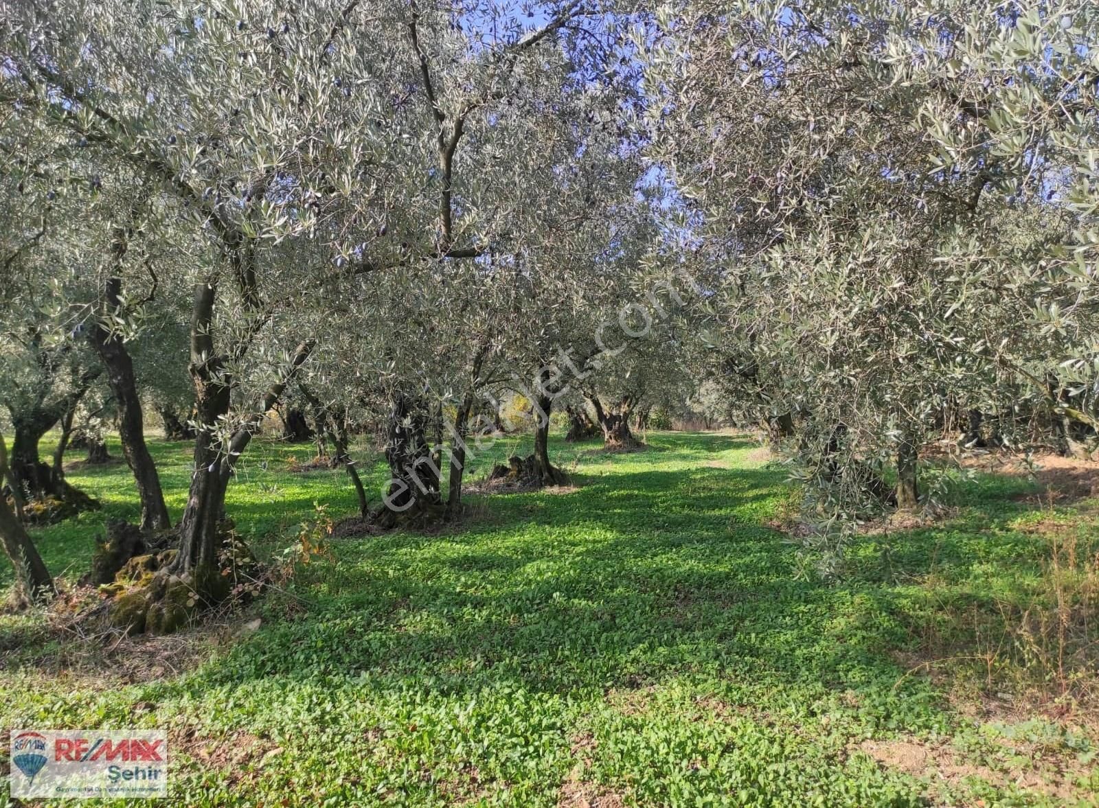 Remax Yalova'dan Orhangazi Yeniköy'de Uygun Zeytinlik - Görsel 8