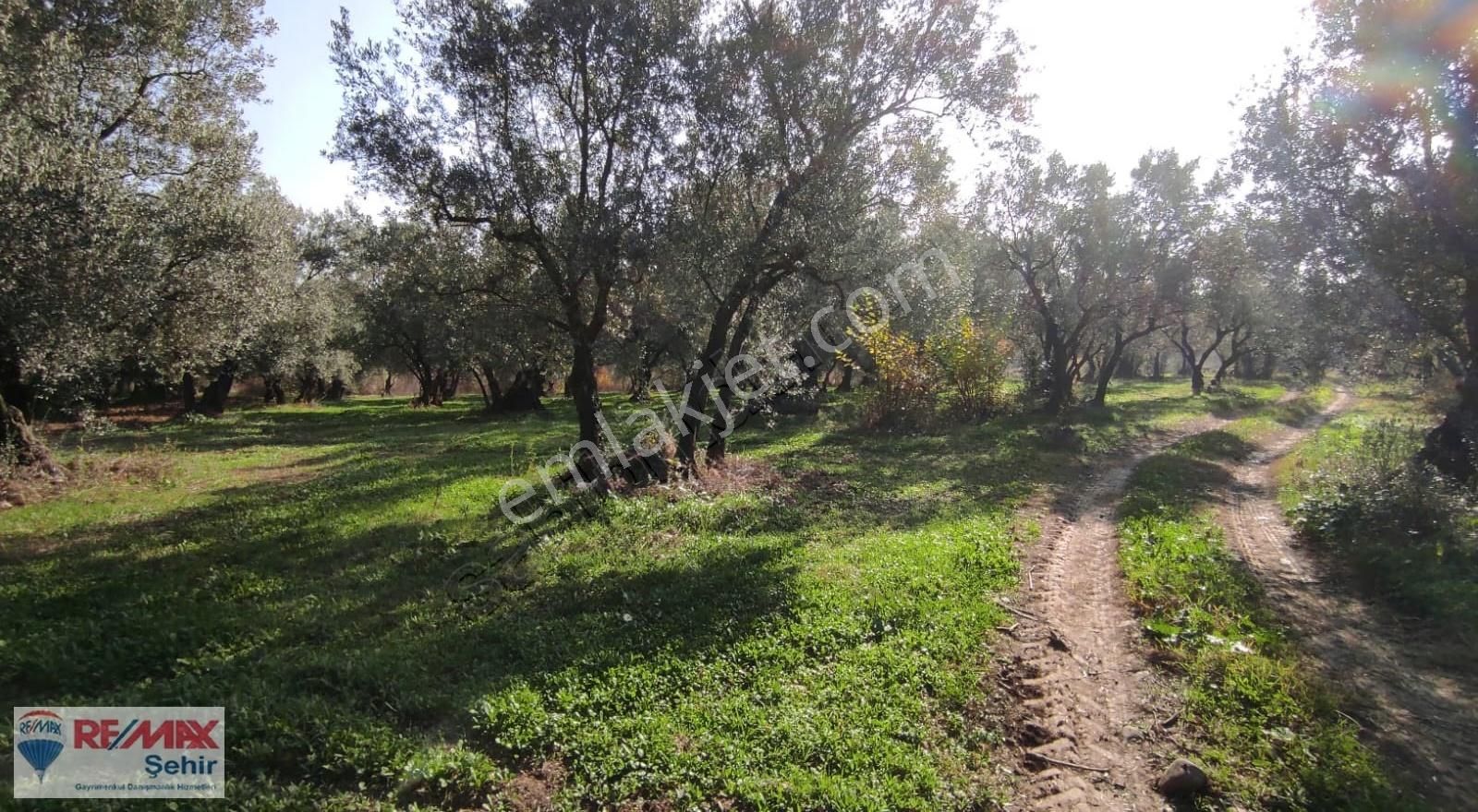 Remax Yalova'dan Orhangazi Yeniköy'de Uygun Zeytinlik - Görsel 2