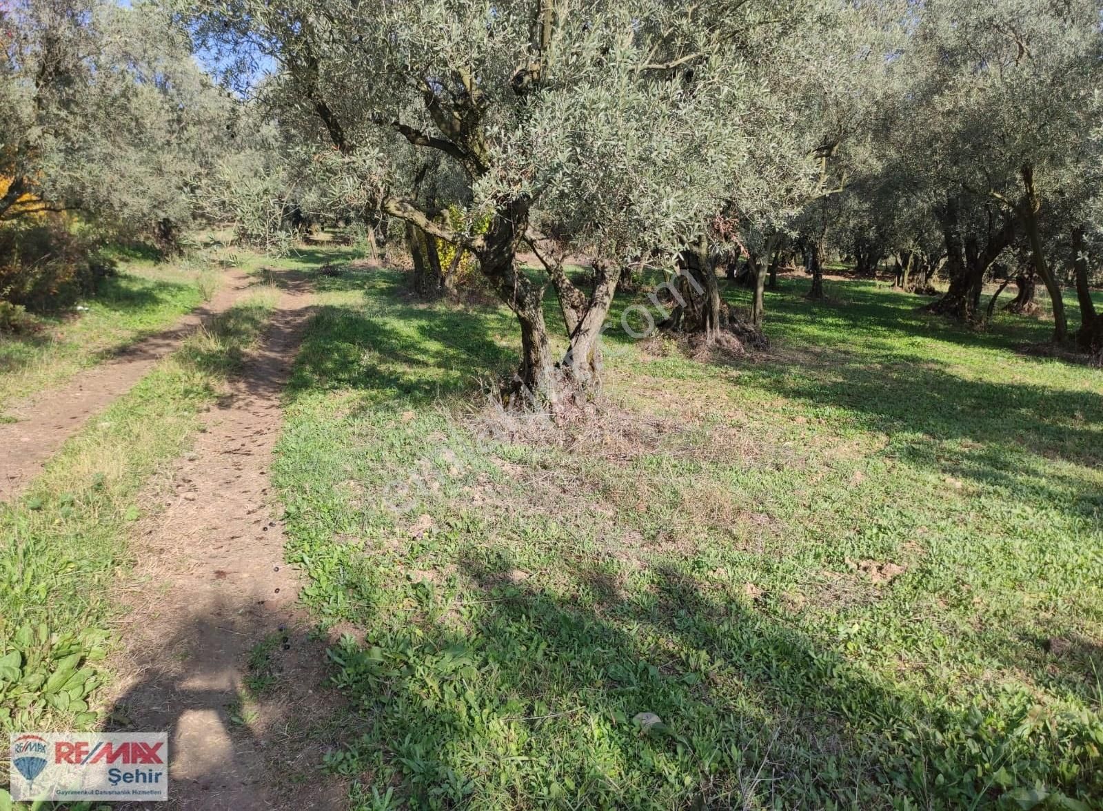 Remax Yalova'dan Orhangazi Yeniköy'de Uygun Zeytinlik - Görsel 11
