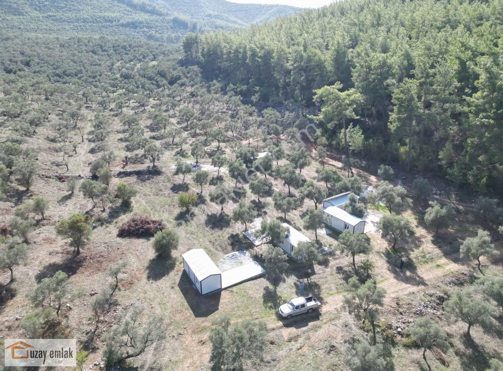 Muğla Milas Gürçamlarda Satılık 830m2 Zeytinli Tarla - Görsel 5