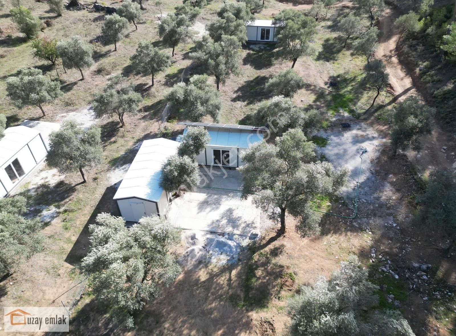 Muğla Milas Gürçamlarda Satılık 830m2 Zeytinli Tarla - Görsel 6