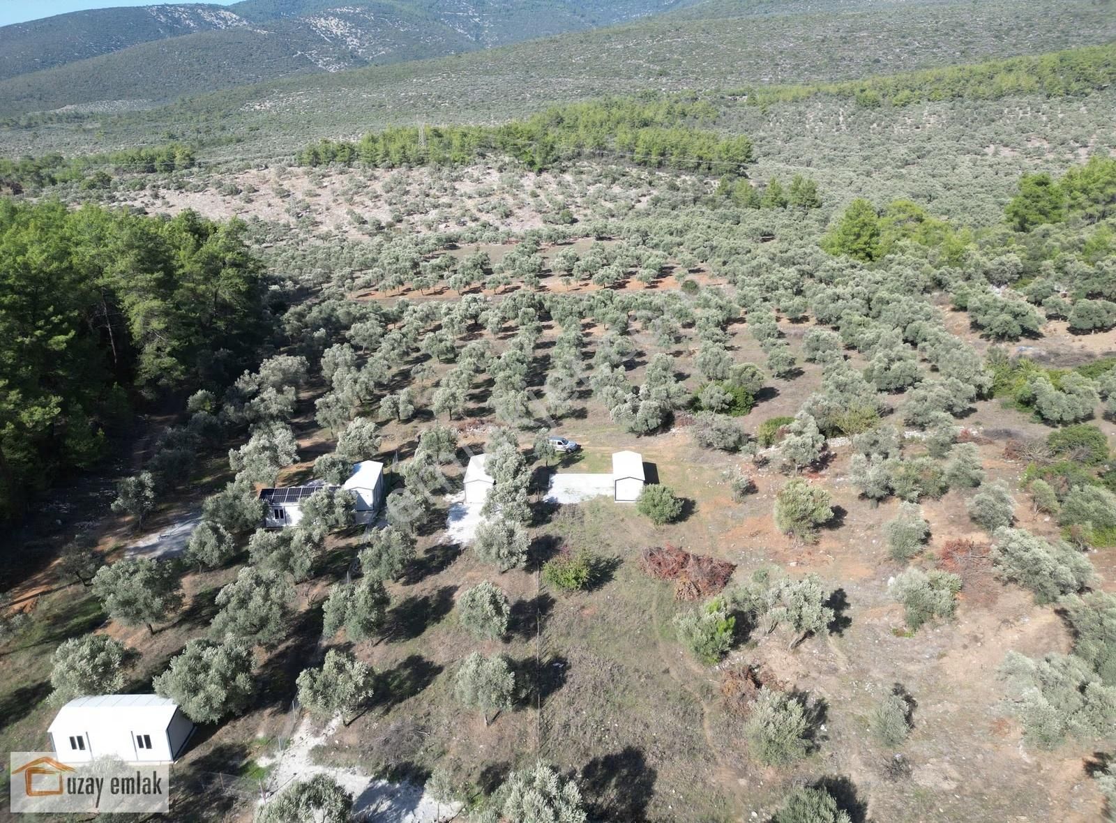 Milas Gürçamlarda Satılık 1042 M2 Zeytinli Tarla - Görsel 7