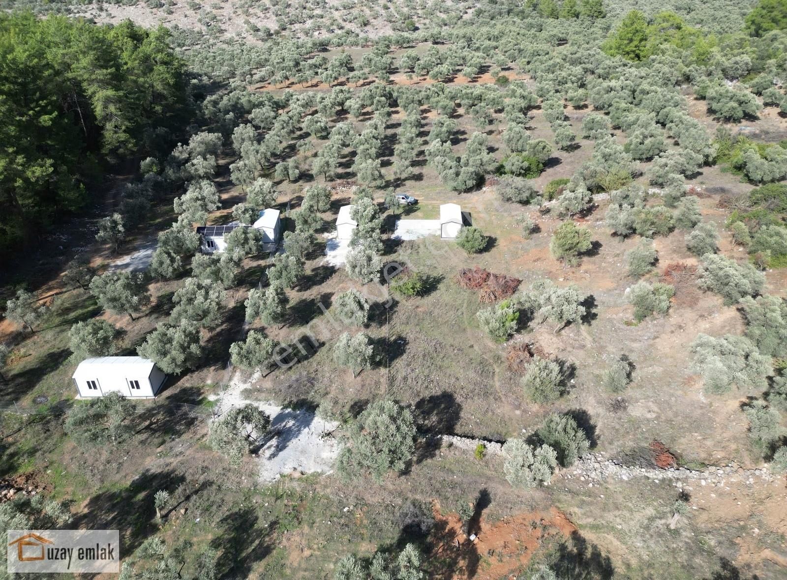 Milas Gürçamlarda Satılık 1042 M2 Zeytinli Tarla - Görsel 5