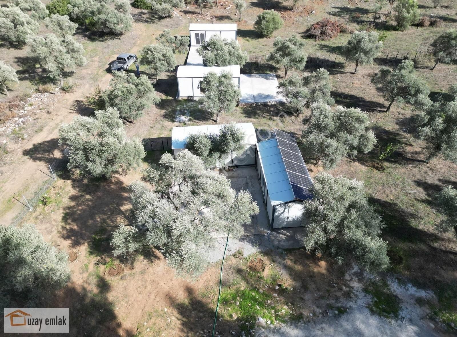 Milas Gürçamlarda Satılık 1042 M2 Zeytinli Tarla - Görsel 6