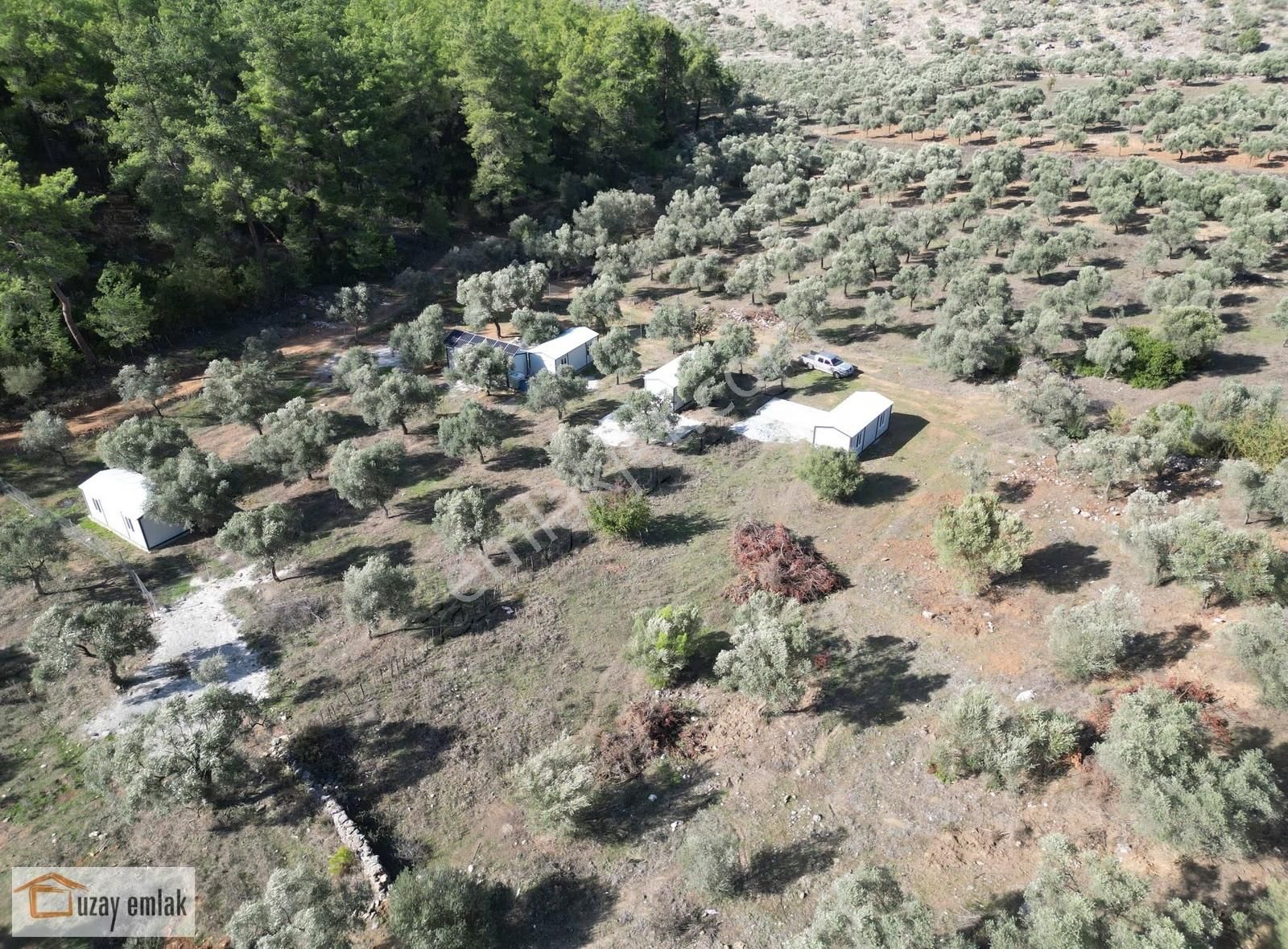 Milas Gürçamlarda Satılık 1042 M2 Zeytinli Tarla - Görsel 10