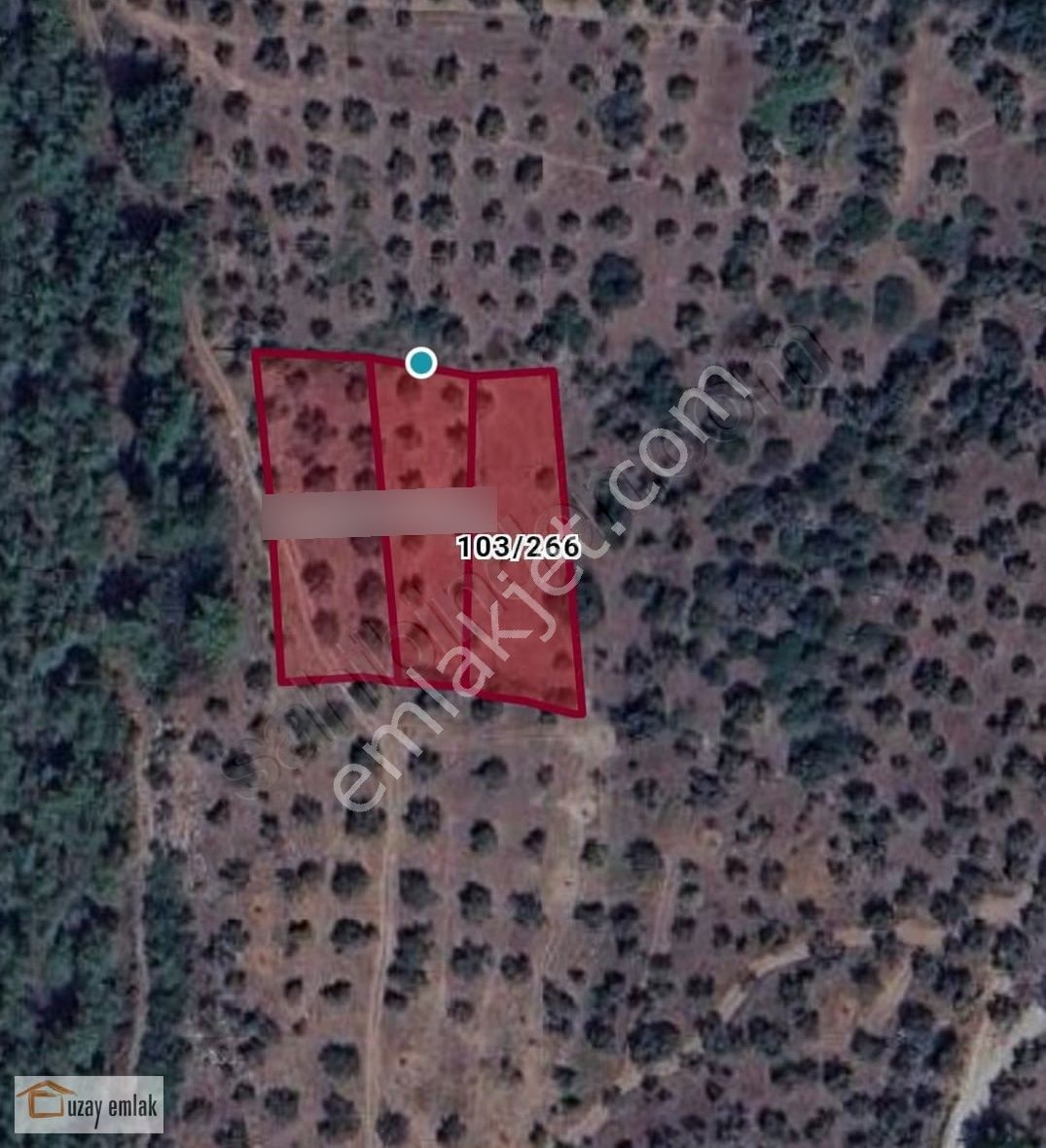 Milas Gürçamlarda Satılık 1042 M2 Zeytinli Tarla - Görsel 4