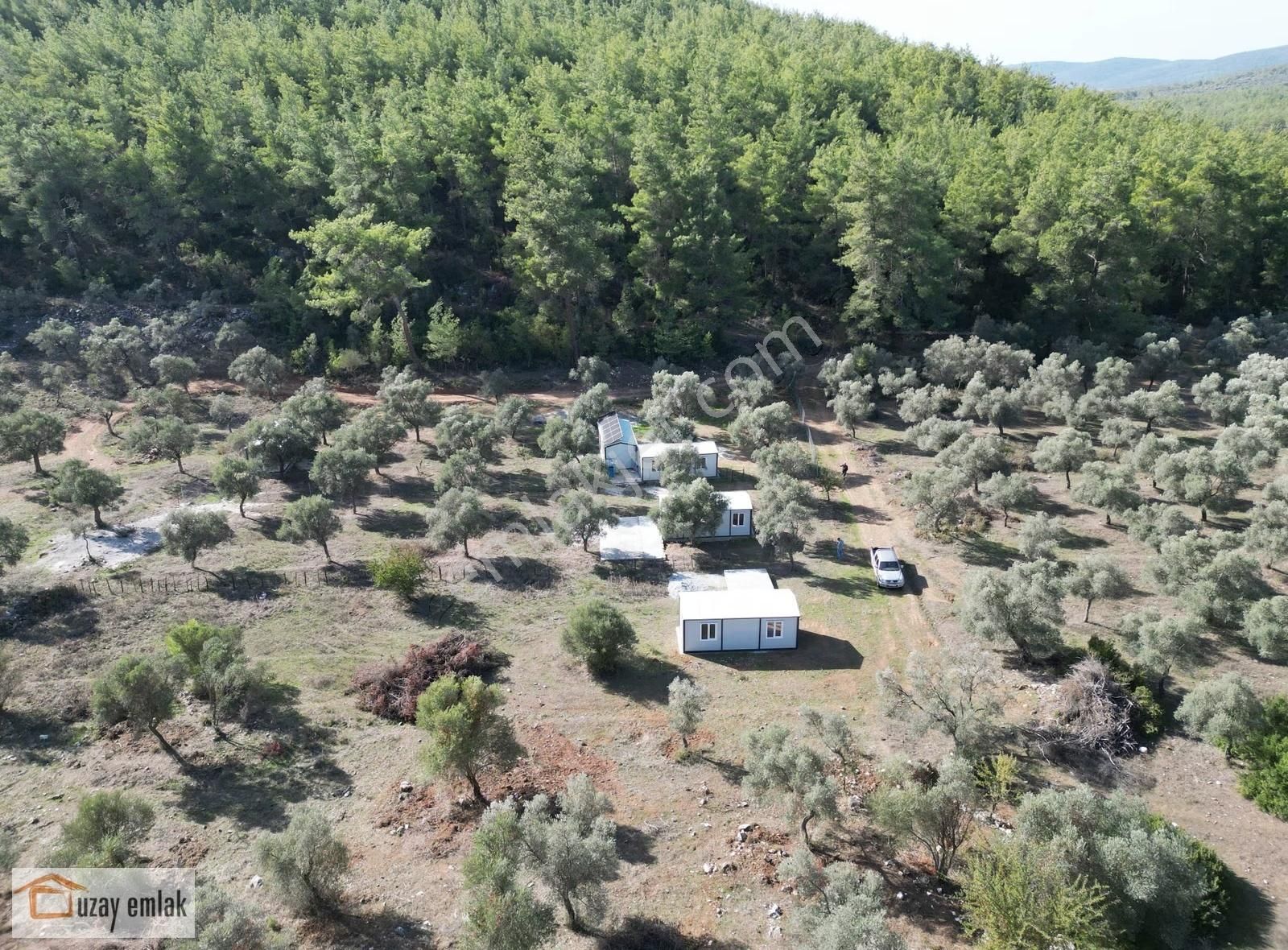 Milas Gürçamlarda Satılık 1042 M2 Zeytinli Tarla