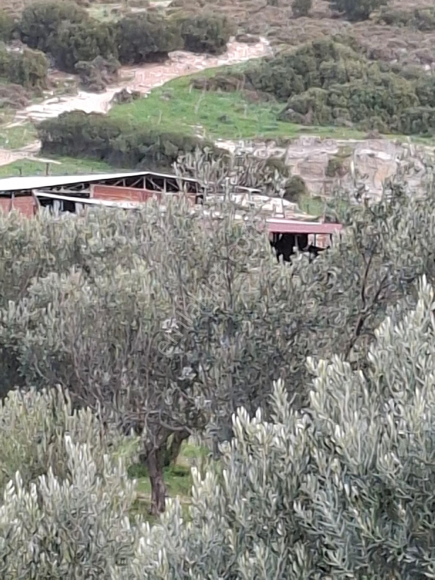 Foça Gerenköyde - Görsel 24