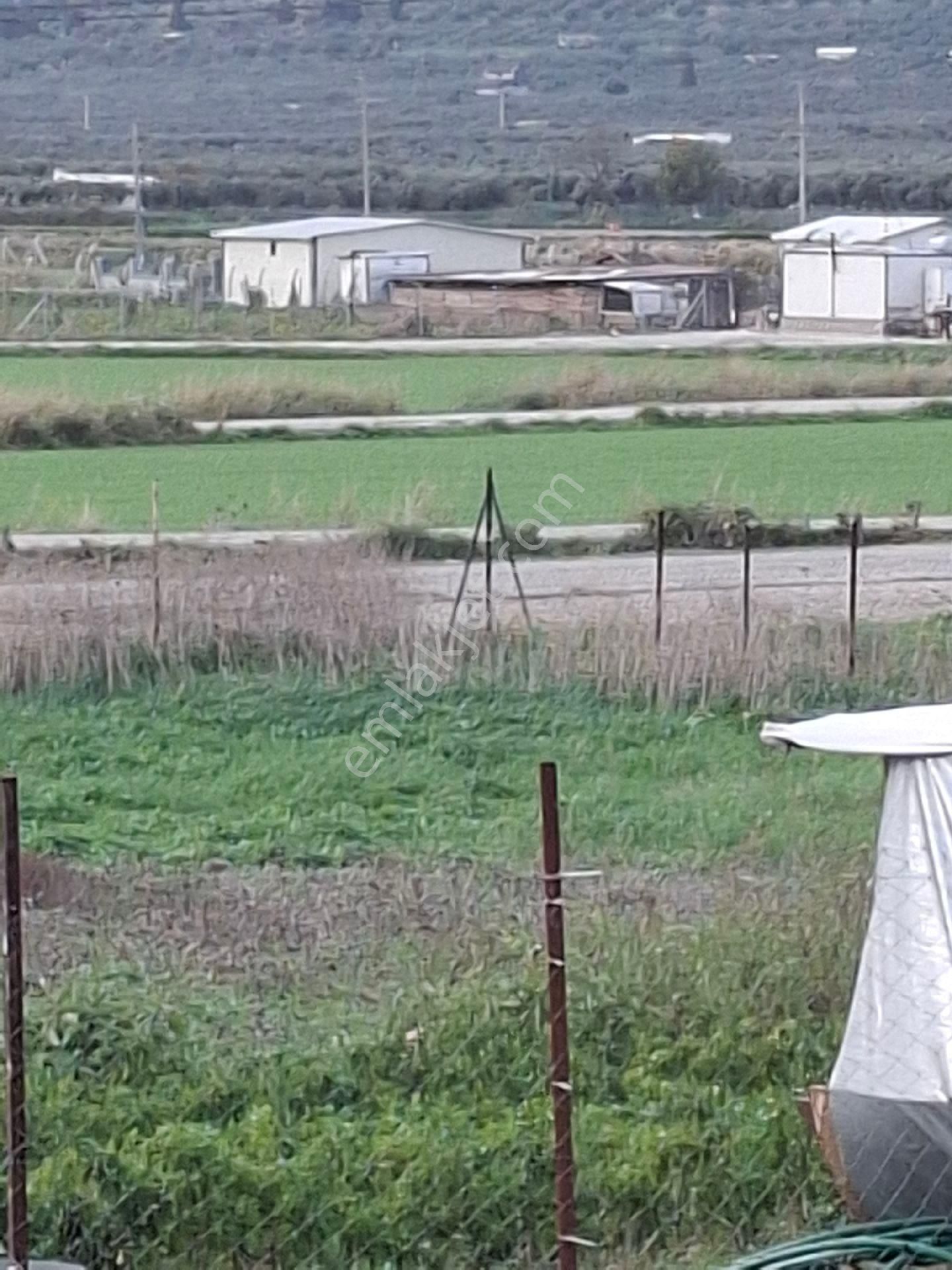 Foça Gerenköyde - Görsel 28