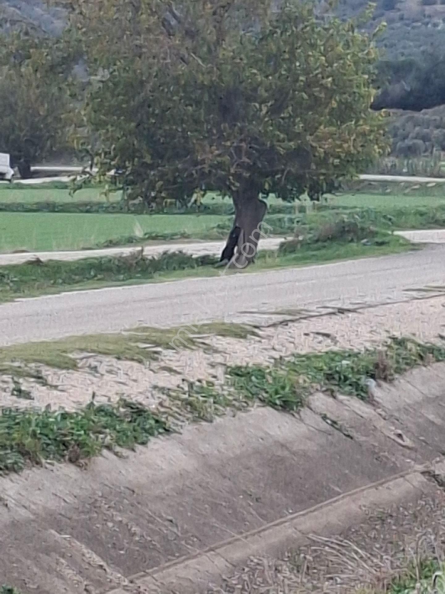 Foça Gerenköyde - Görsel 9
