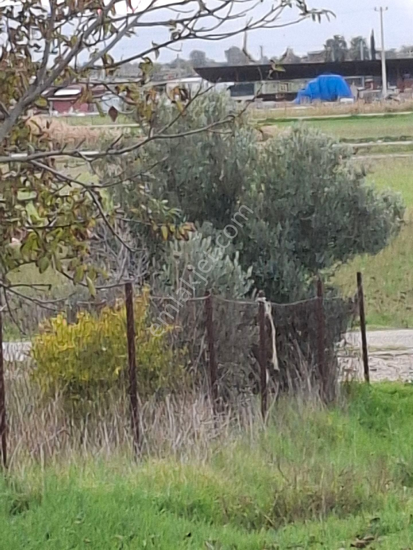 Foça Gerenköyde - Görsel 16