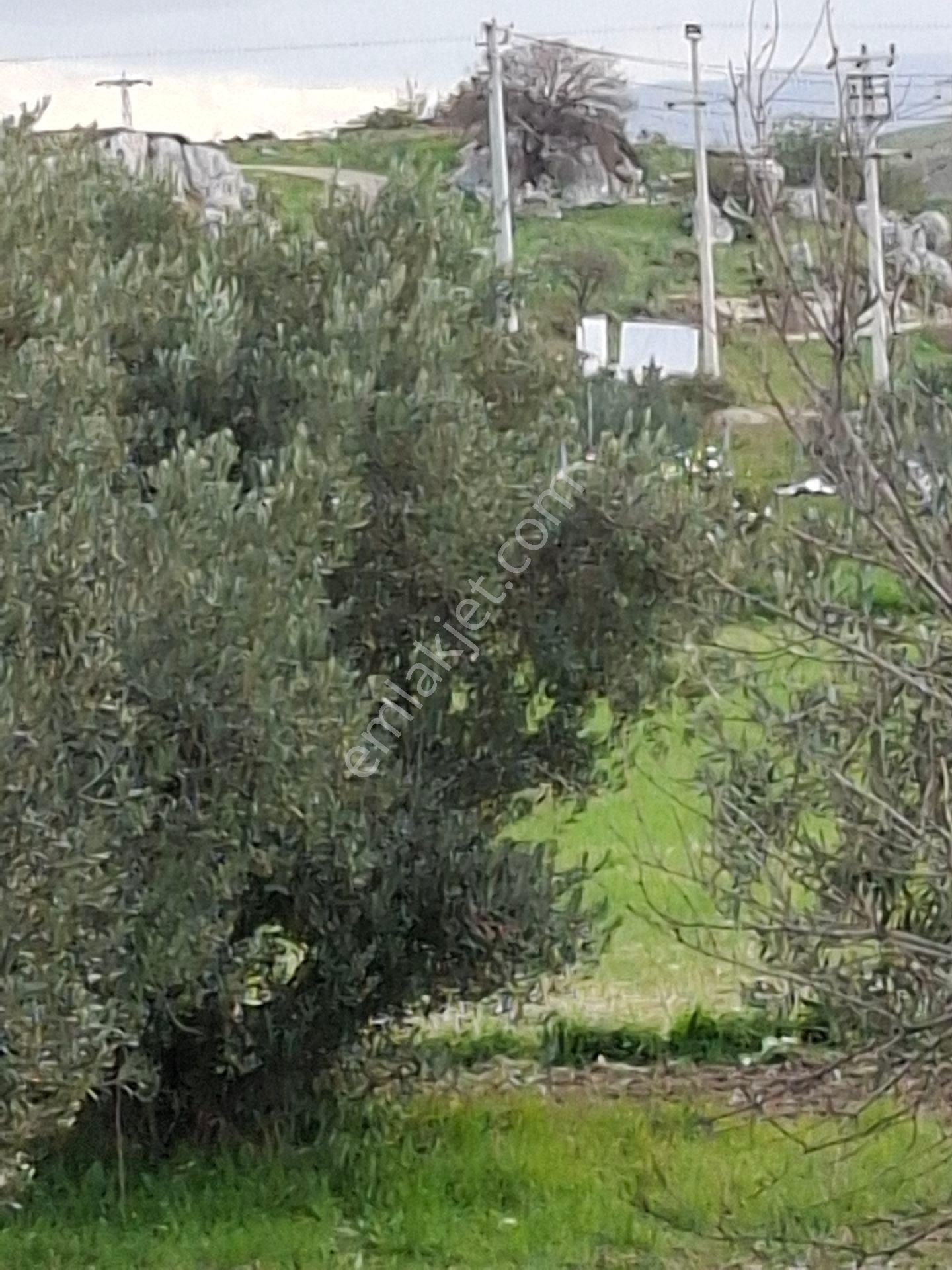 Foça Gerenköyde - Görsel 22