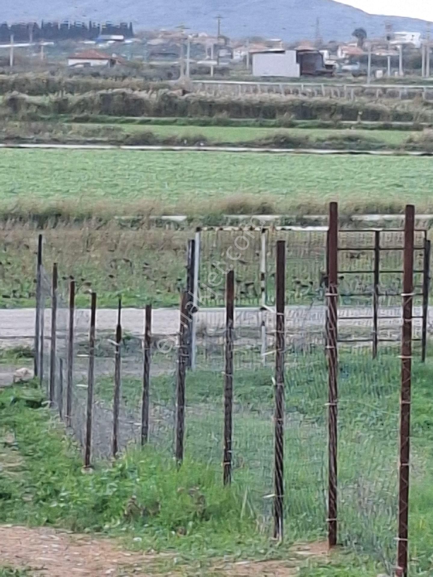 Foça Gerenköyde - Görsel 23