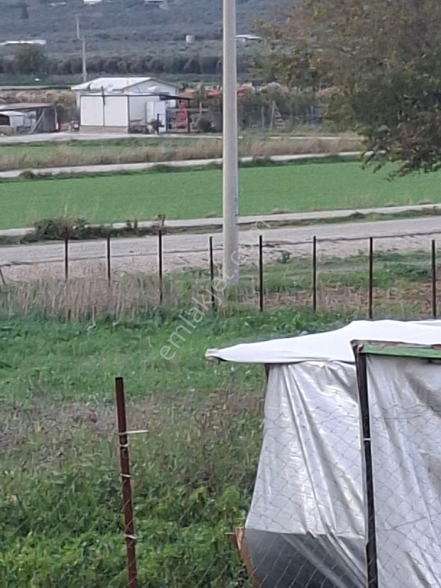 Foça Gerenköyde - Görsel 18