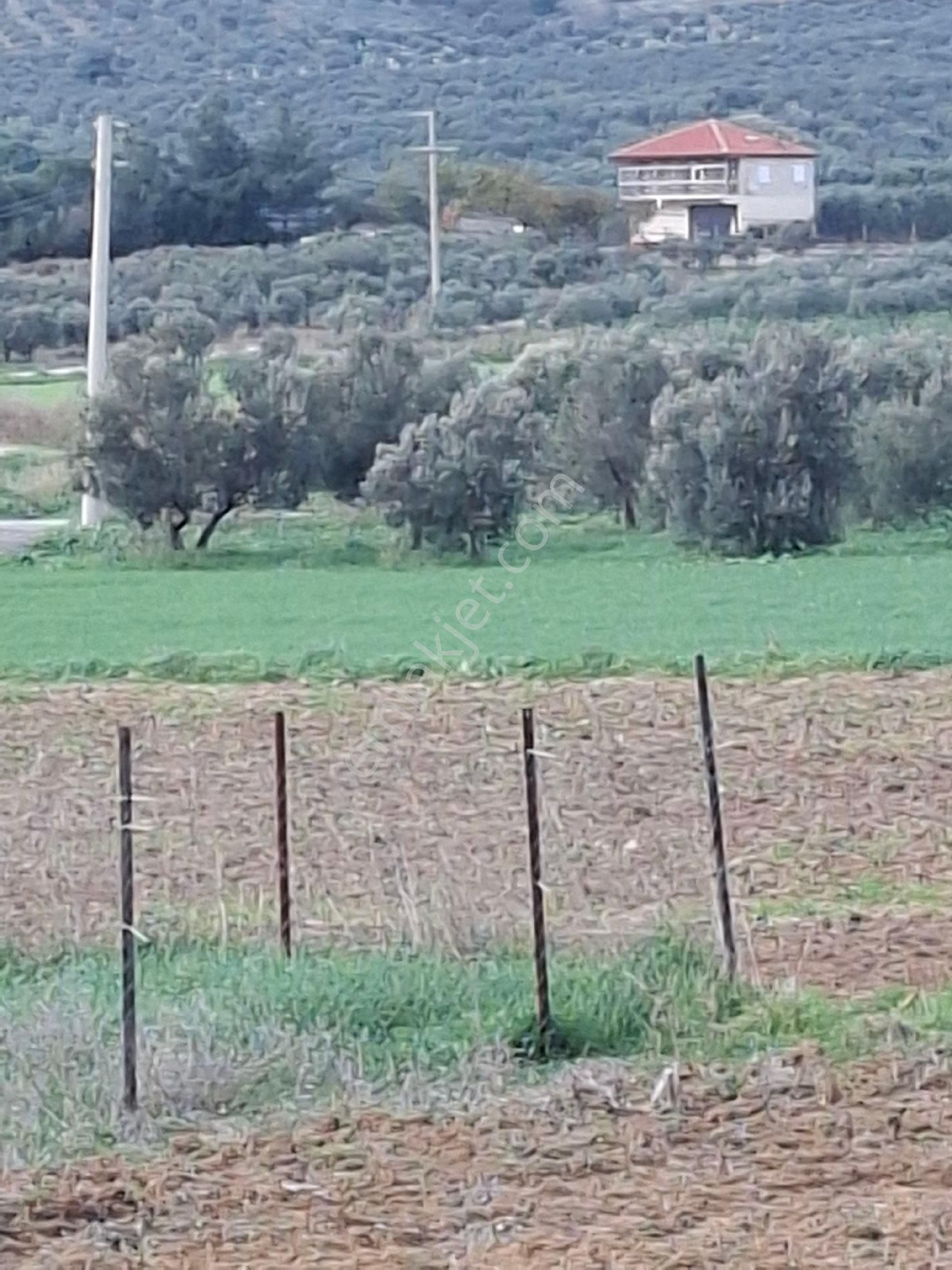 Foça Gerenköyde - Görsel 25