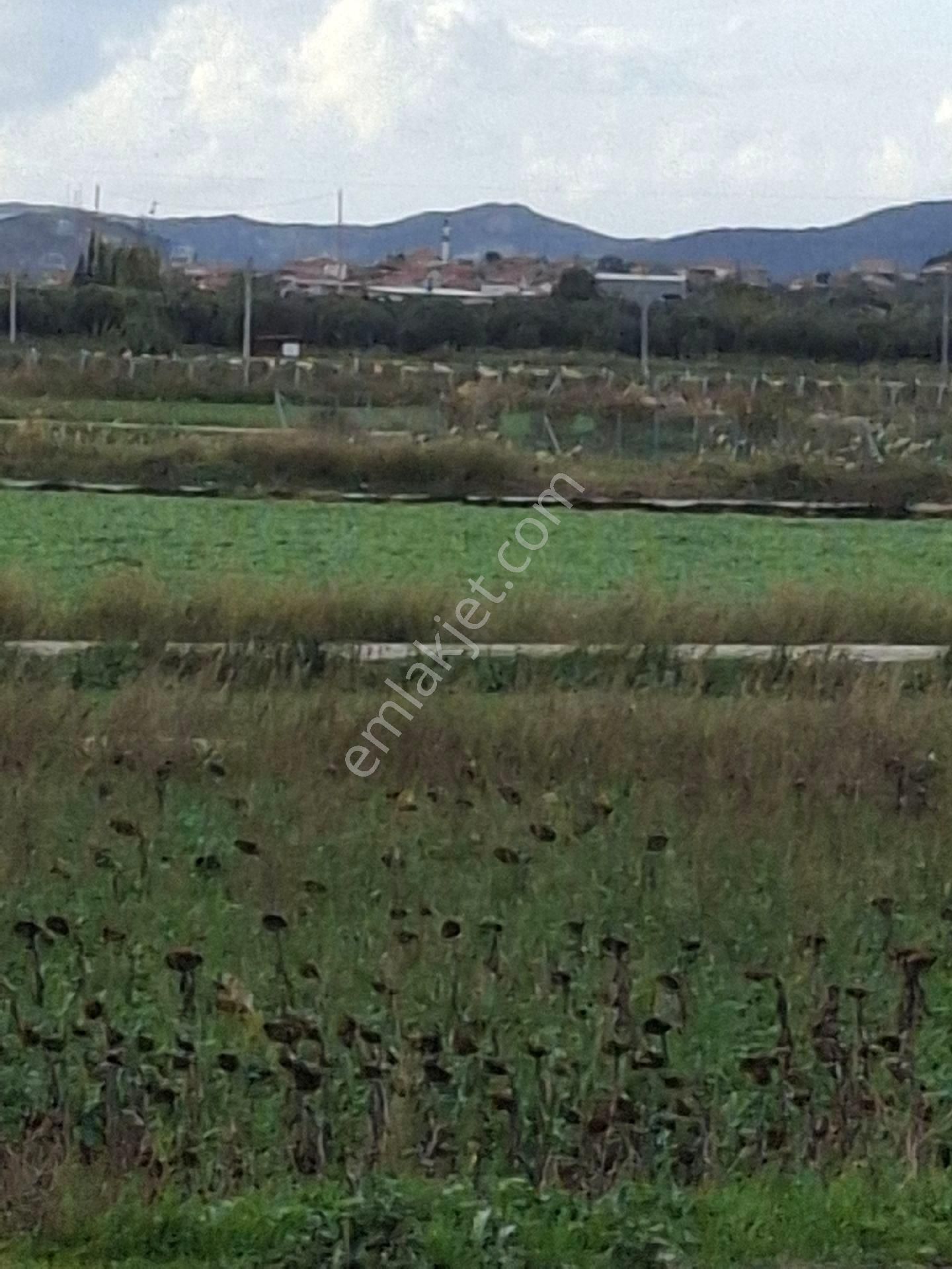 Foça Gerenköyde - Görsel 11