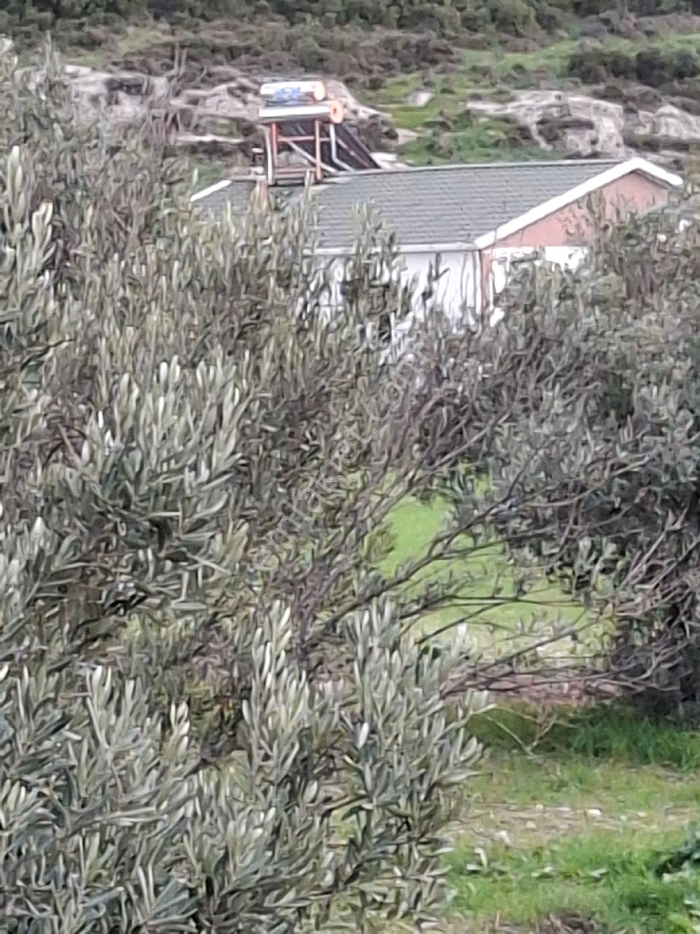 Foça Gerenköyde - Görsel 21