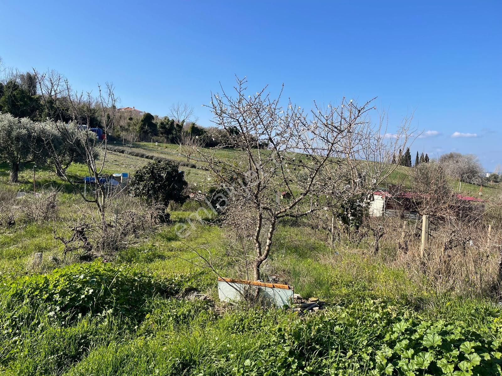 Karaova Yan Yana İki Tapu Elektrik Su Mevcut Denizmanzara Zeytin Üzüm İncir Köy Evi Bulunan Arsa - Görsel 4