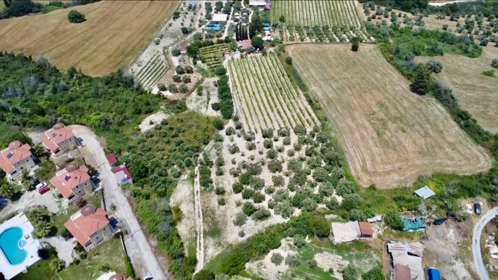 Karaova Yan Yana İki Tapu Elektrik Su Mevcut Denizmanzara Zeytin Üzüm İncir Köy Evi Bulunan Arsa - Görsel 14