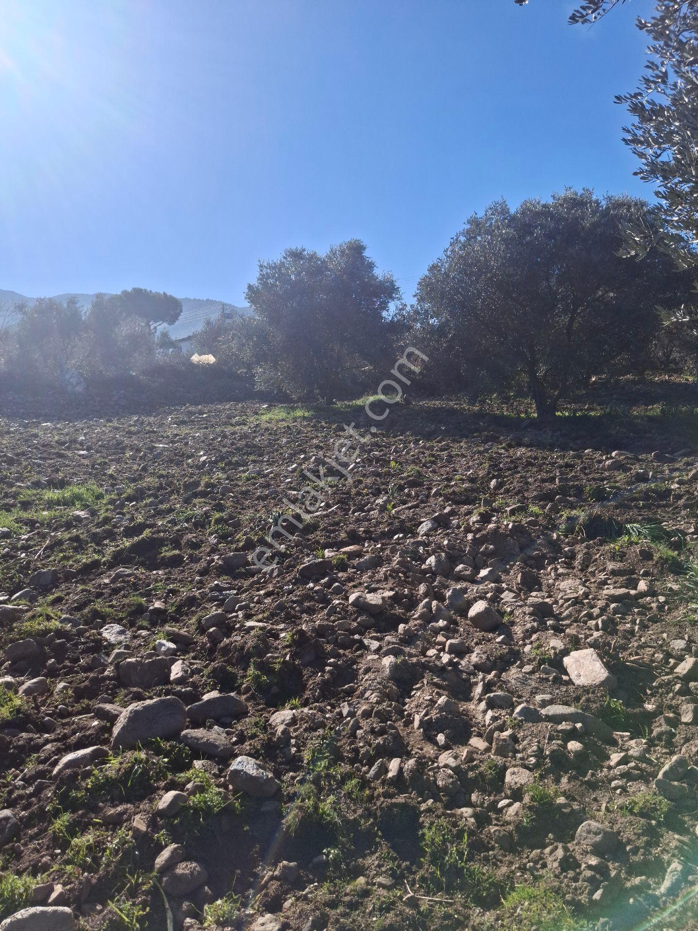 Kuyucak Karapınar Mahallesi Konut İmarlı İçinde Evi Olan Zeytinlikli Arsa 1376 M² - Görsel 6