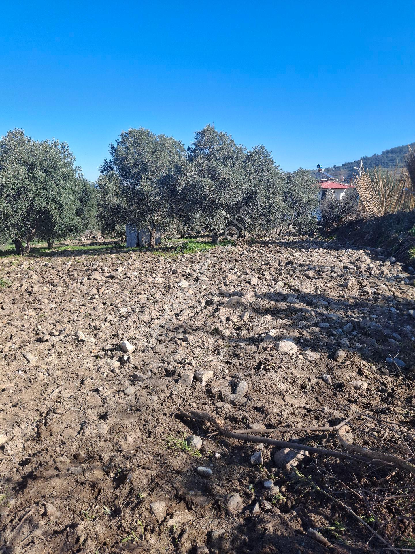 Kuyucak Karapınar Mahallesi Konut İmarlı İçinde Evi Olan Zeytinlikli Arsa 1376 M² - Görsel 2