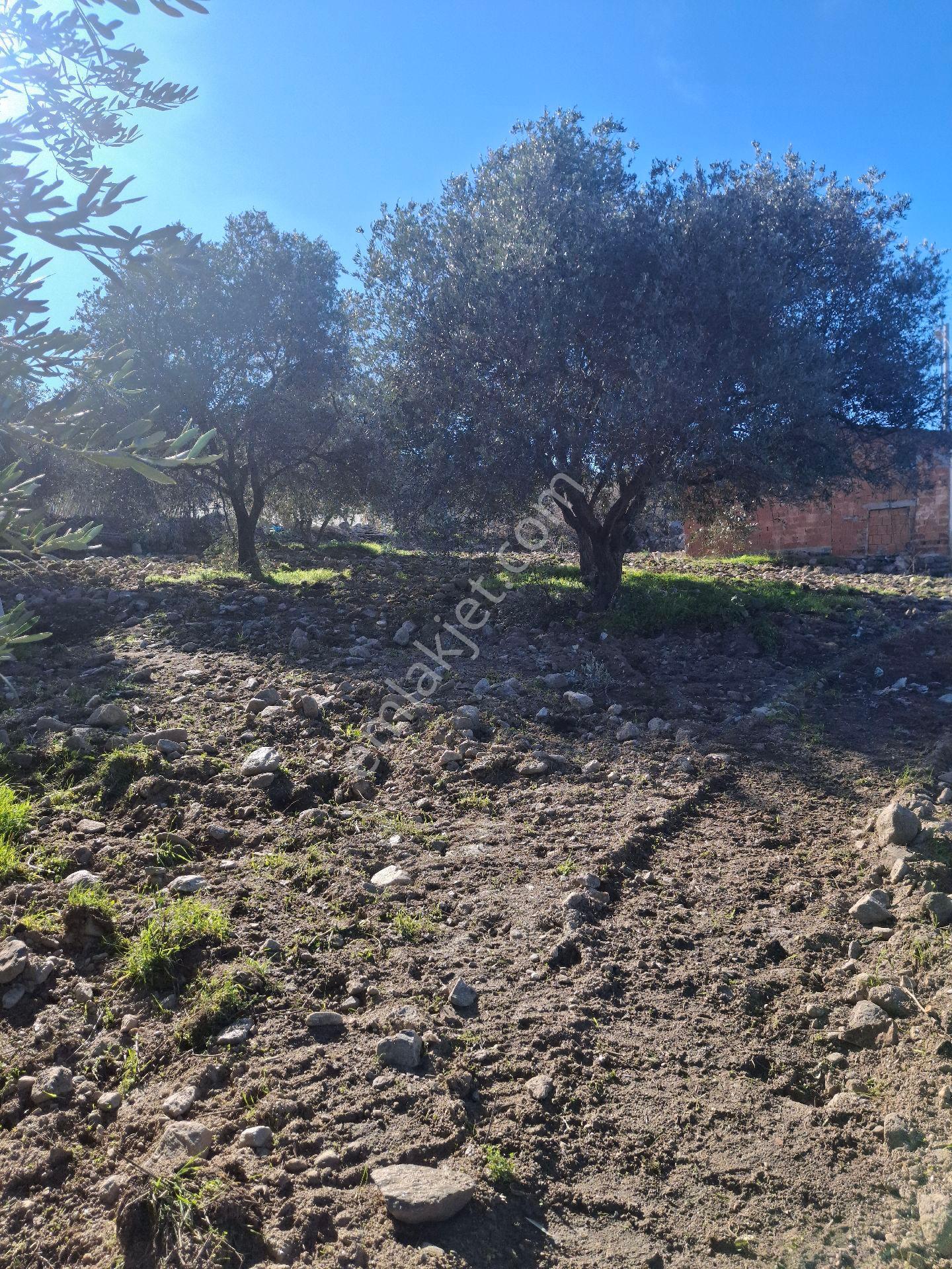 Kuyucak Karapınar Mahallesi Konut İmarlı İçinde Evi Olan Zeytinlikli Arsa 1376 M² - Görsel 8