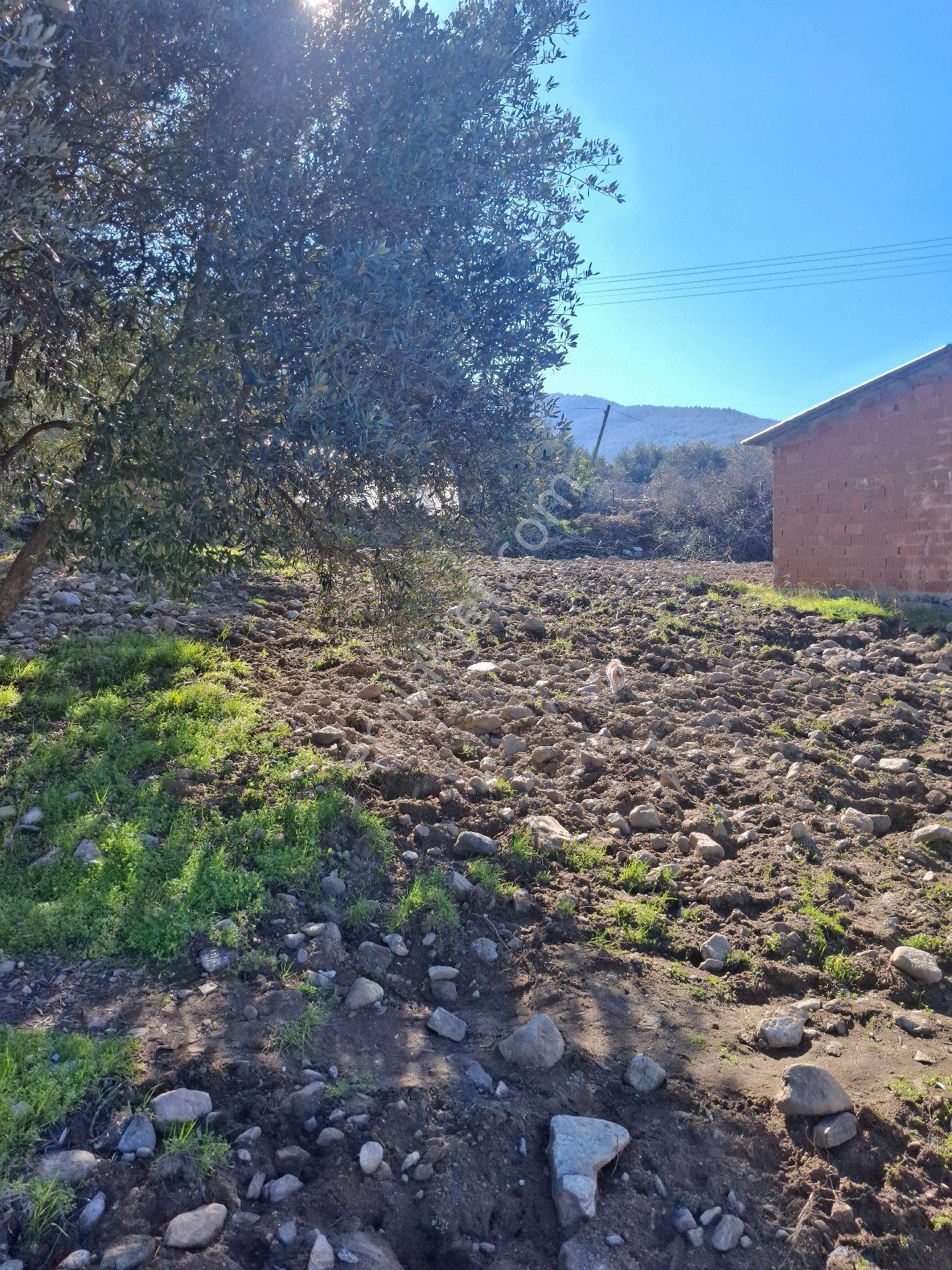 Kuyucak Karapınar Mahallesi Konut İmarlı İçinde Evi Olan Zeytinlikli Arsa 1376 M² - Görsel 9
