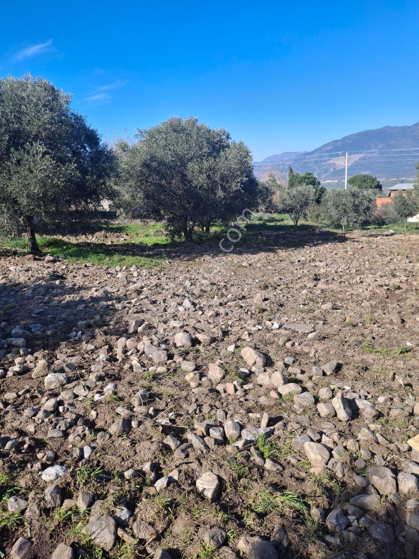 Kuyucak Karapınar Mahallesi Konut İmarlı İçinde Evi Olan Zeytinlikli Arsa 1376 M² - Görsel 11