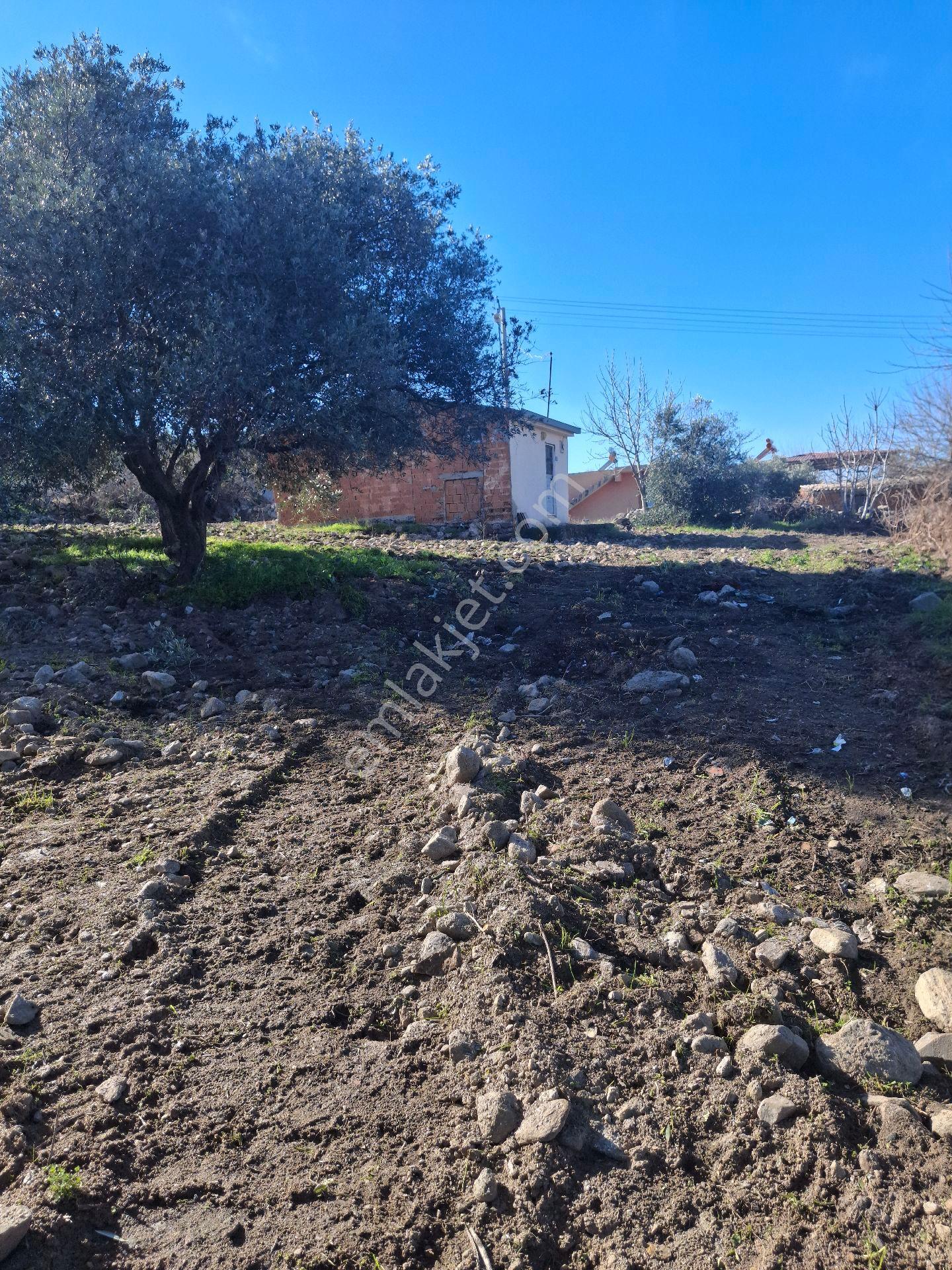 Kuyucak Karapınar Mahallesi Konut İmarlı İçinde Evi Olan Zeytinlikli Arsa 1376 M² - Görsel 7