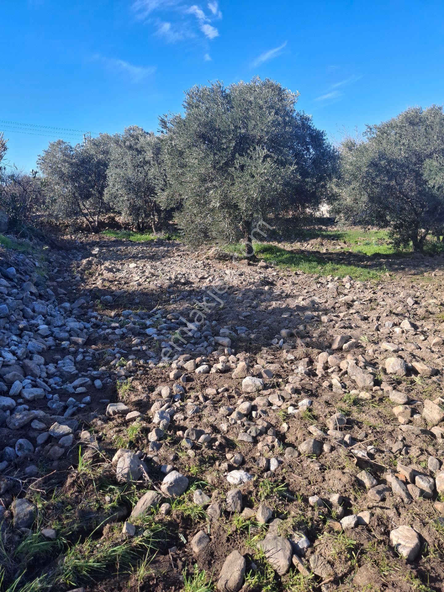 Kuyucak Karapınar Mahallesi Konut İmarlı İçinde Evi Olan Zeytinlikli Arsa 1376 M² - Görsel 4
