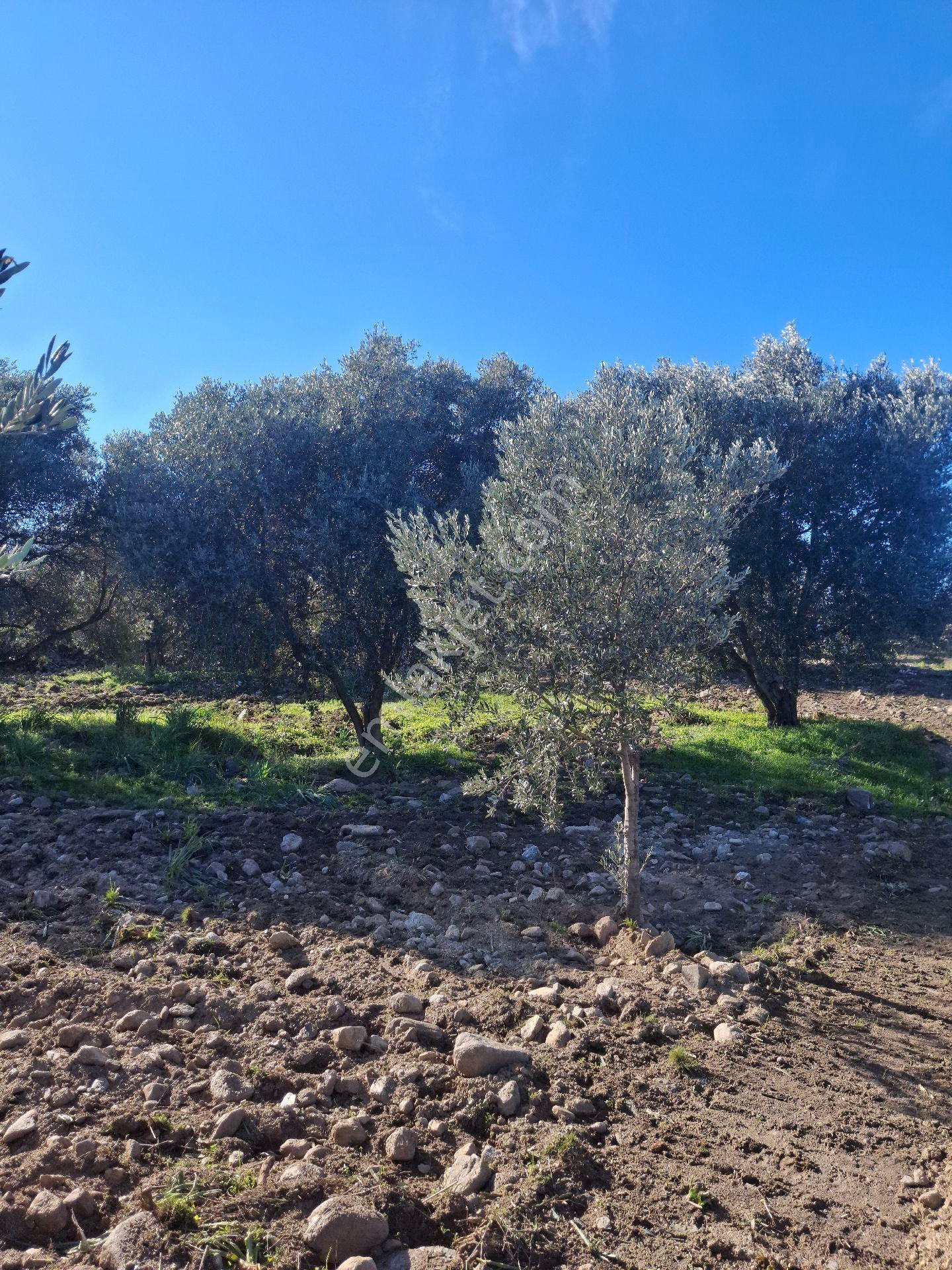 Kuyucak Karapınar Mahallesi Konut İmarlı İçinde Evi Olan Zeytinlikli Arsa 1376 M² - Görsel 5