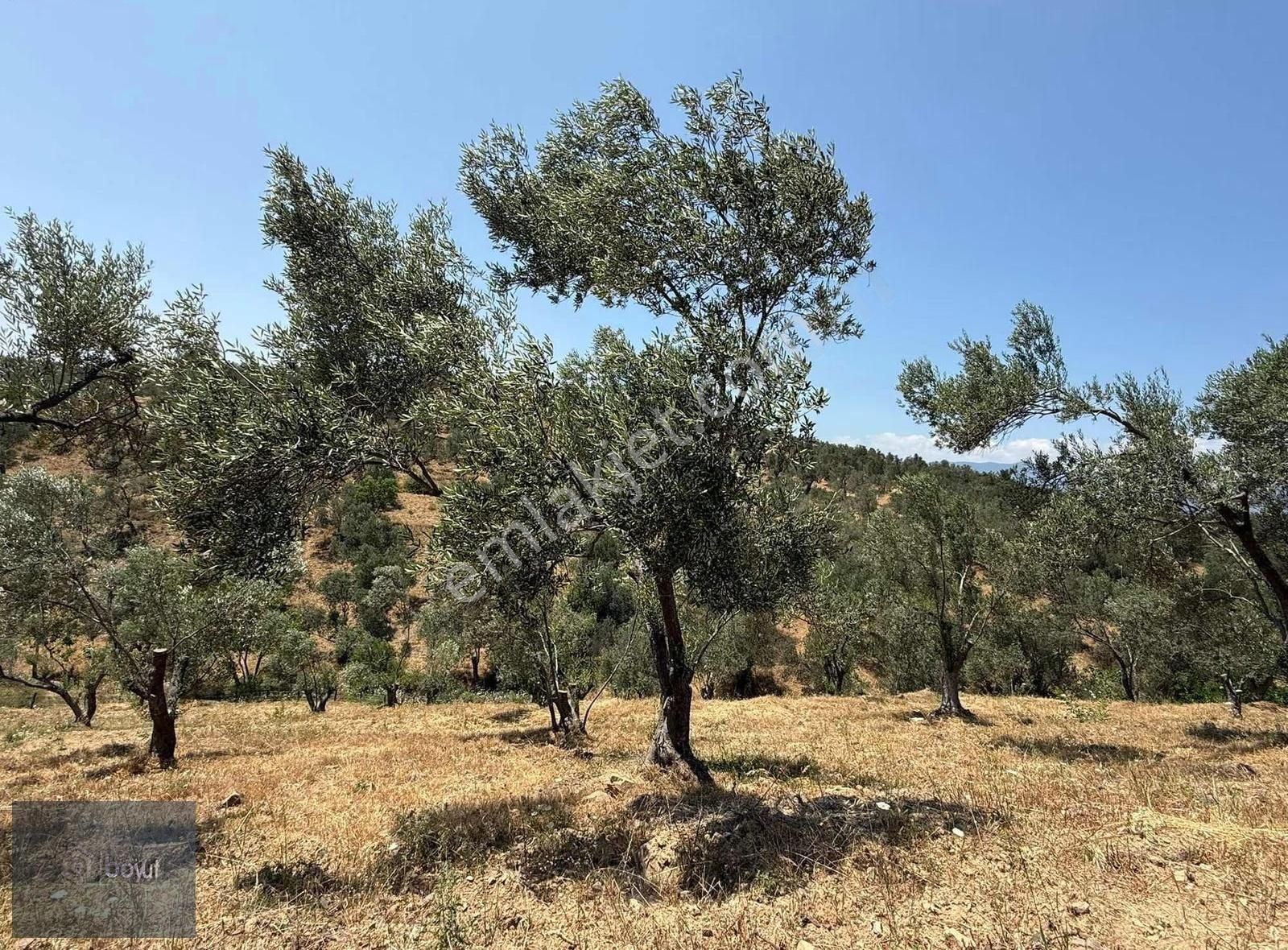 Boyut'tan Havran Çamdibi Mh. Satılık 6.250 M2 Zeytinlik - Görsel 3